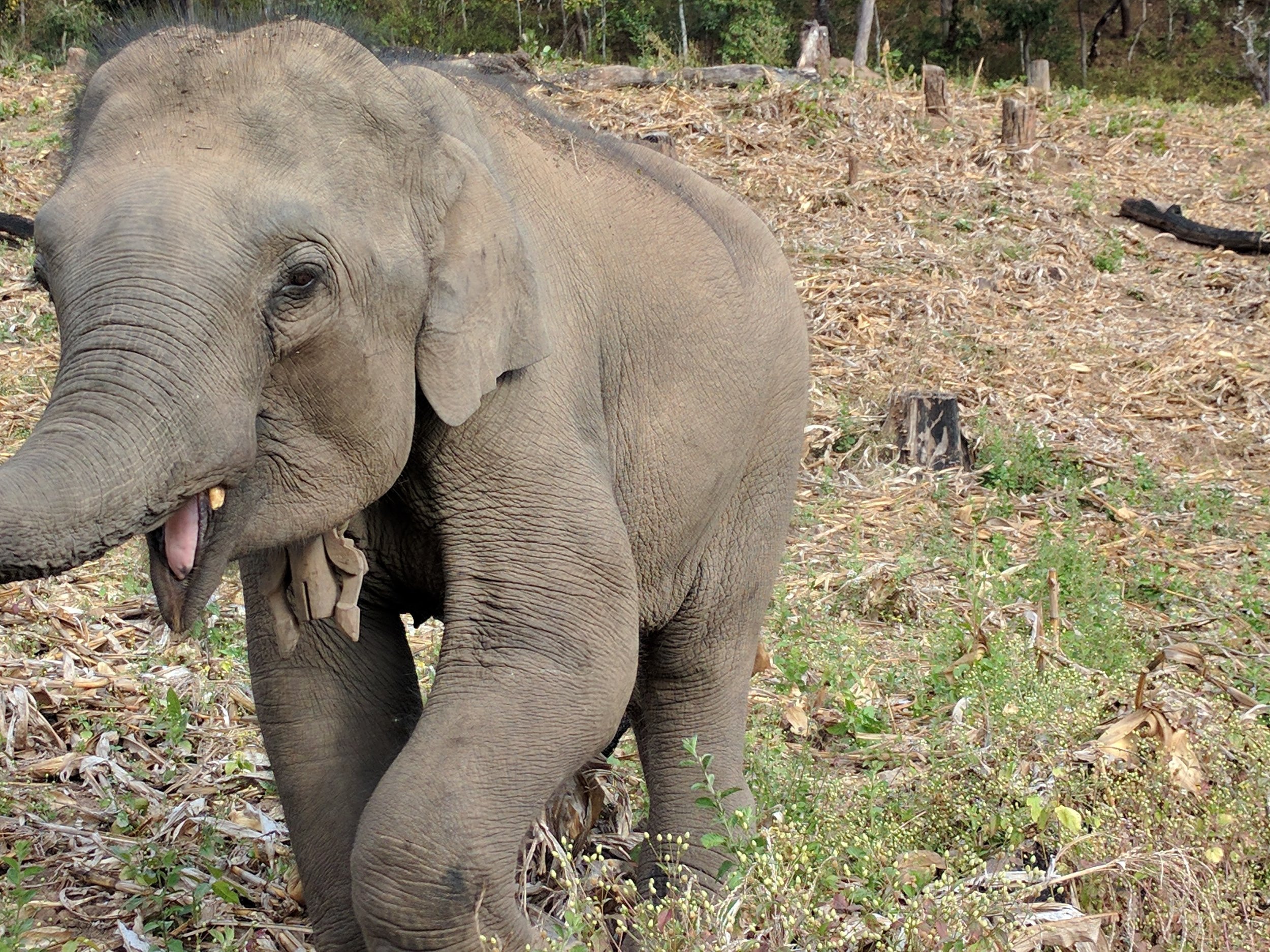 Gen Thong rushing over for bananas