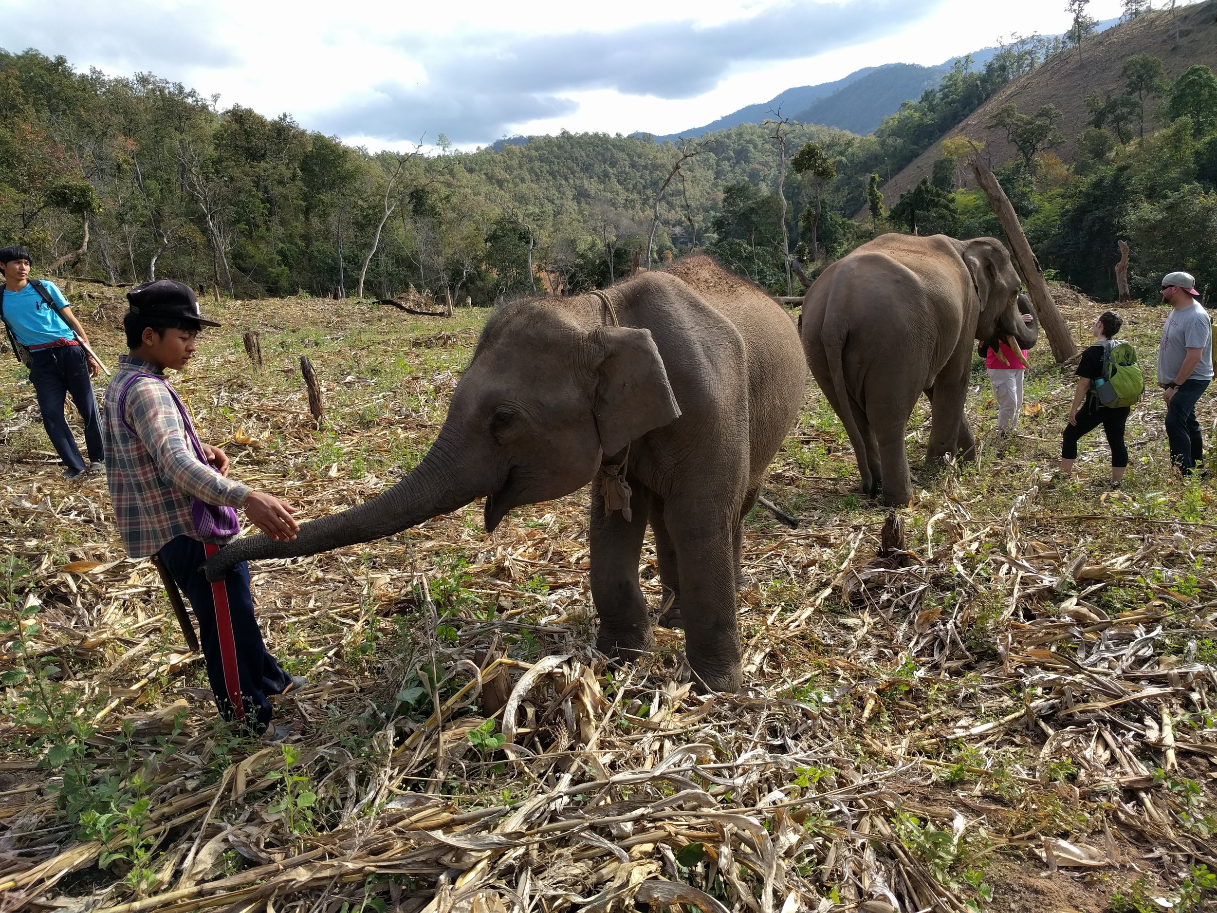 kindred spirits: an elephant and his mahout