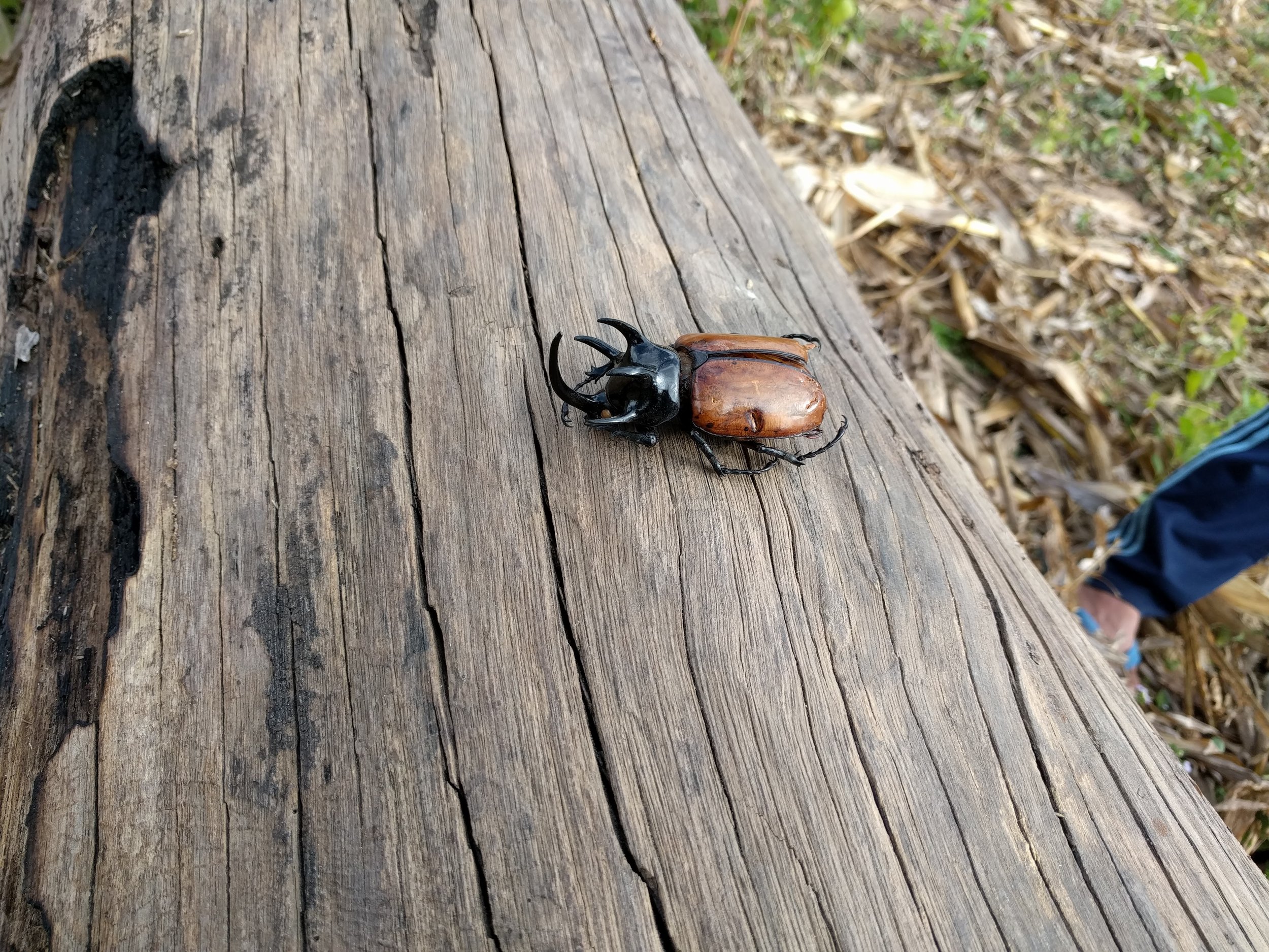 rhinoceros beetle