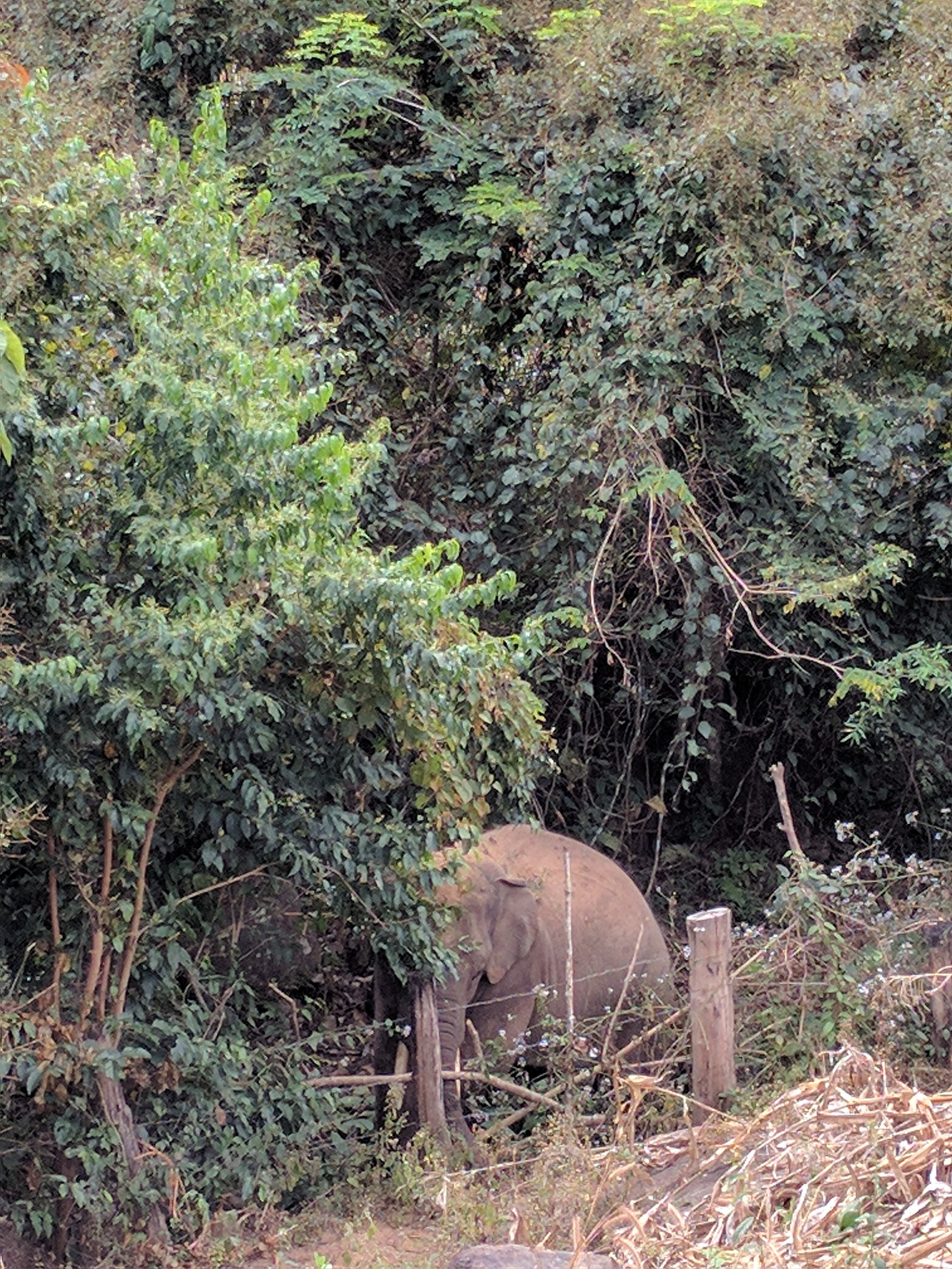 Boon Rott hanging out nearby