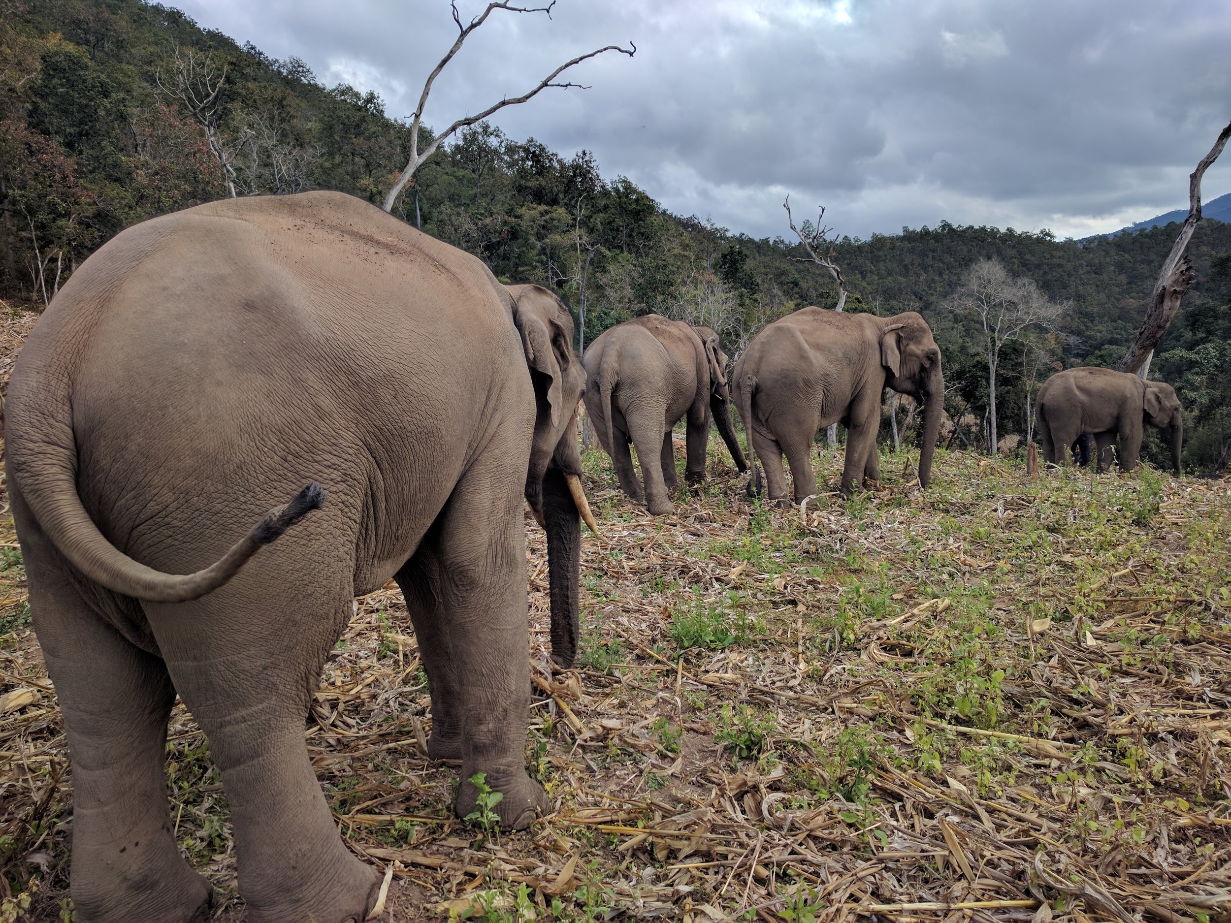 #savetheelephants