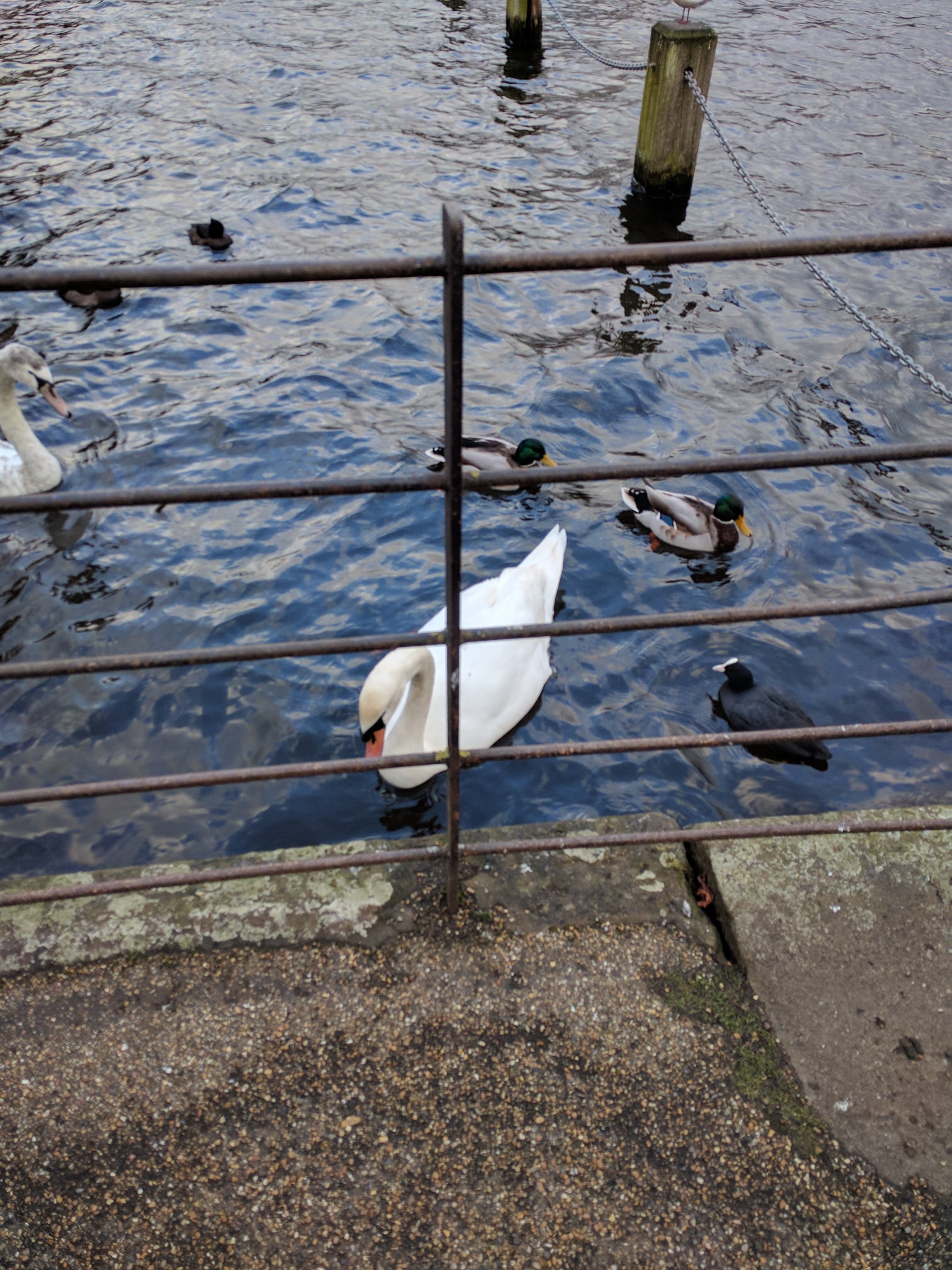 Lots of swans and ducks