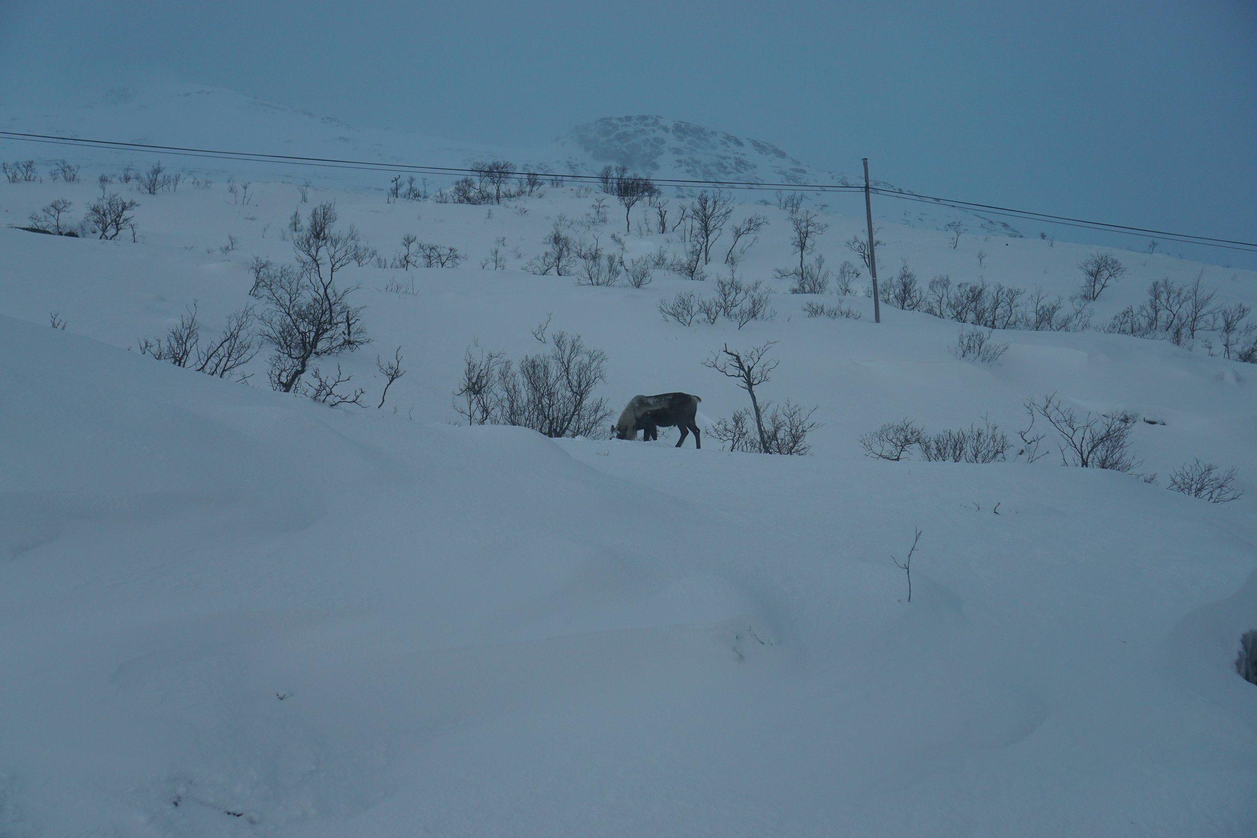 Semi-wild Reindeer