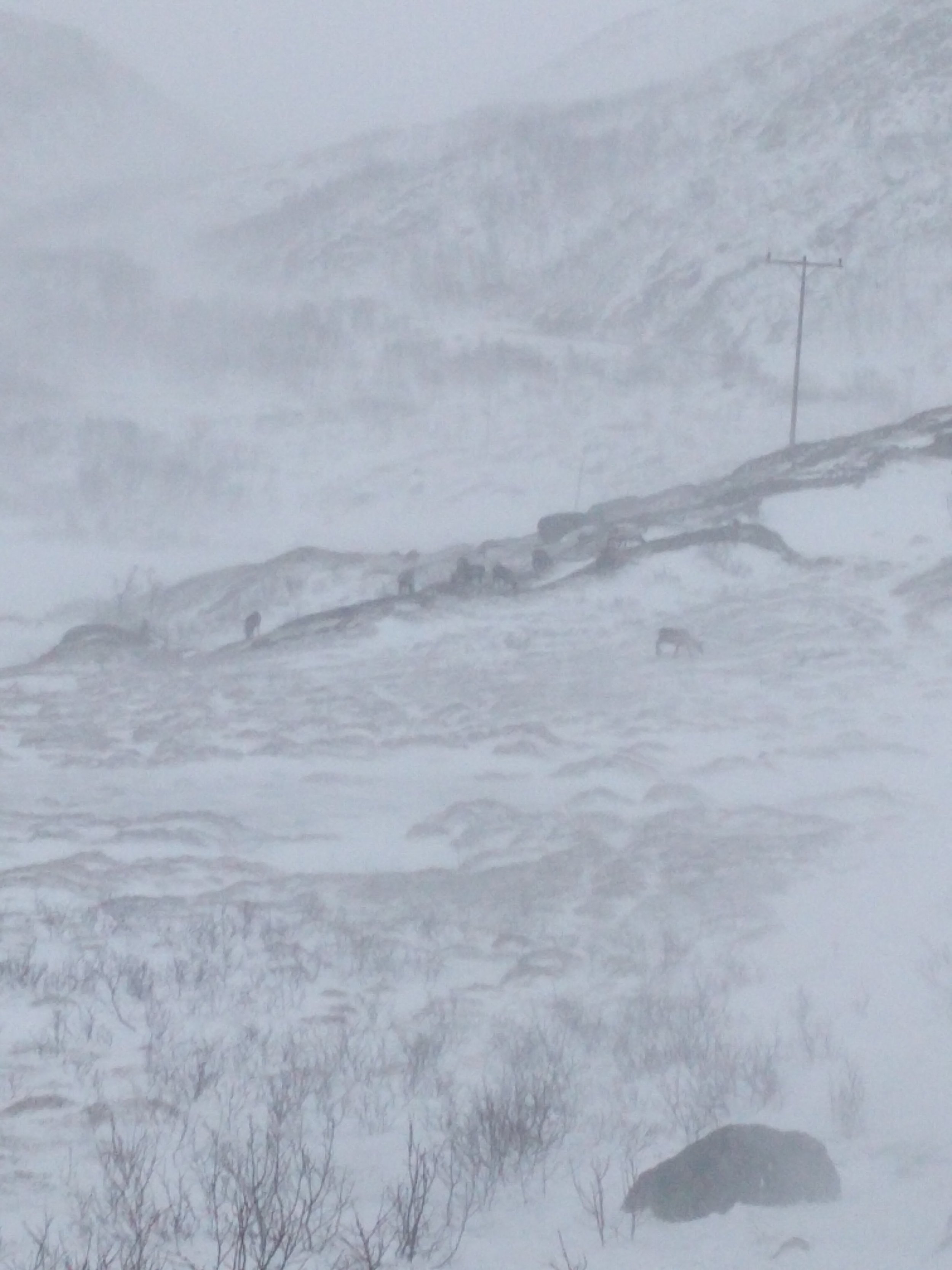 Whiteout!