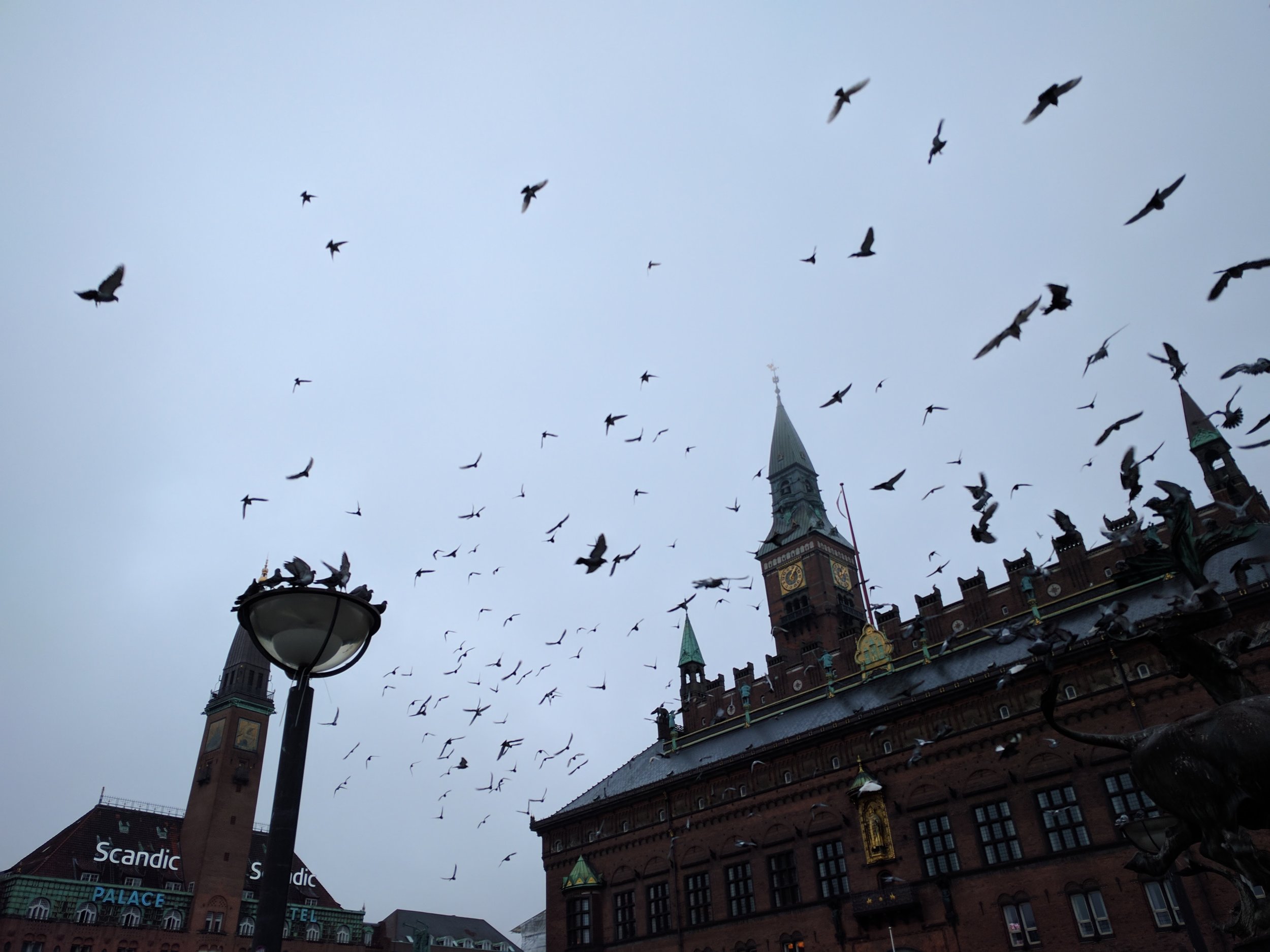 SO many pigeons! ahh!