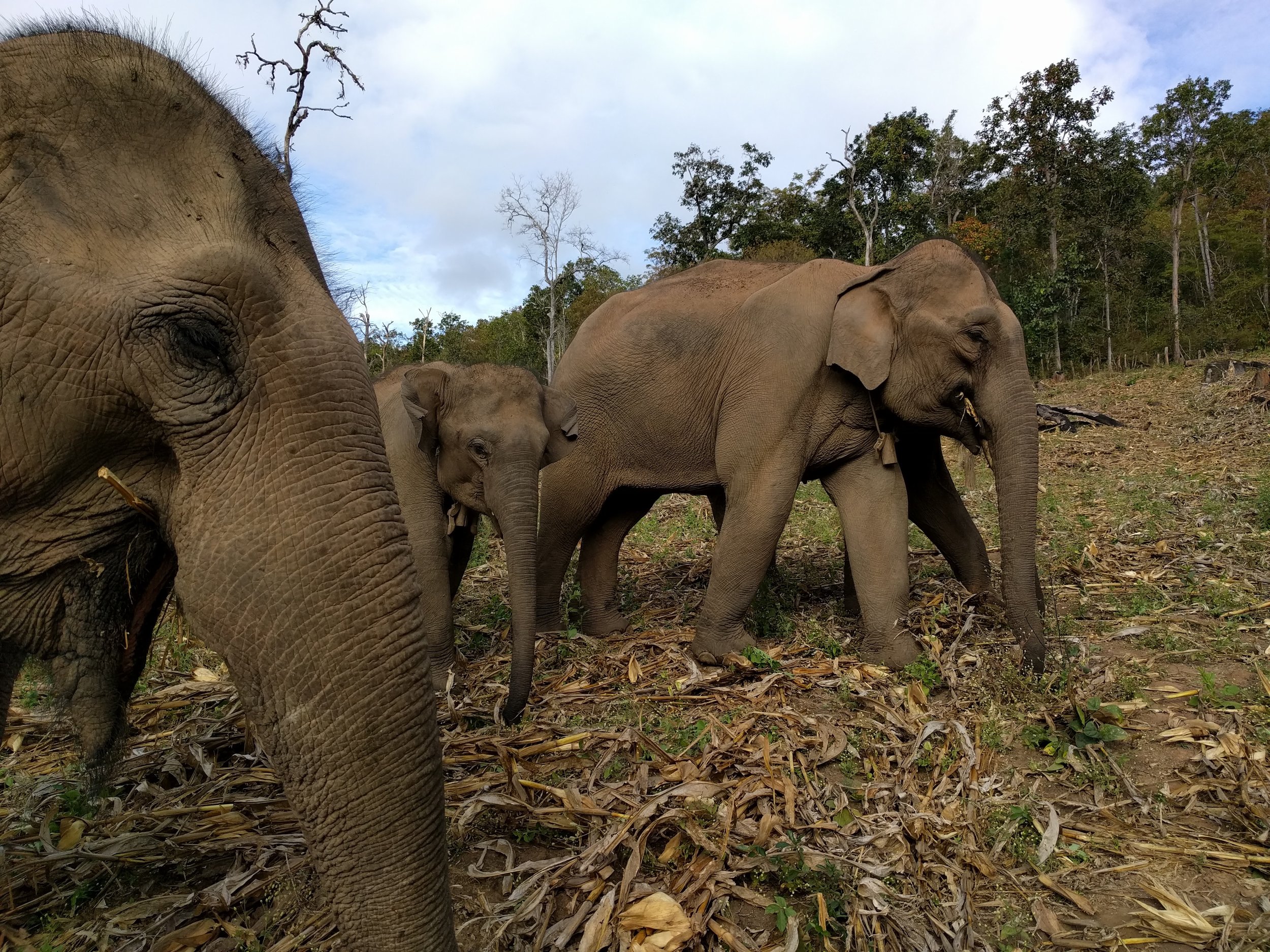 Supporting the elephants at KSES