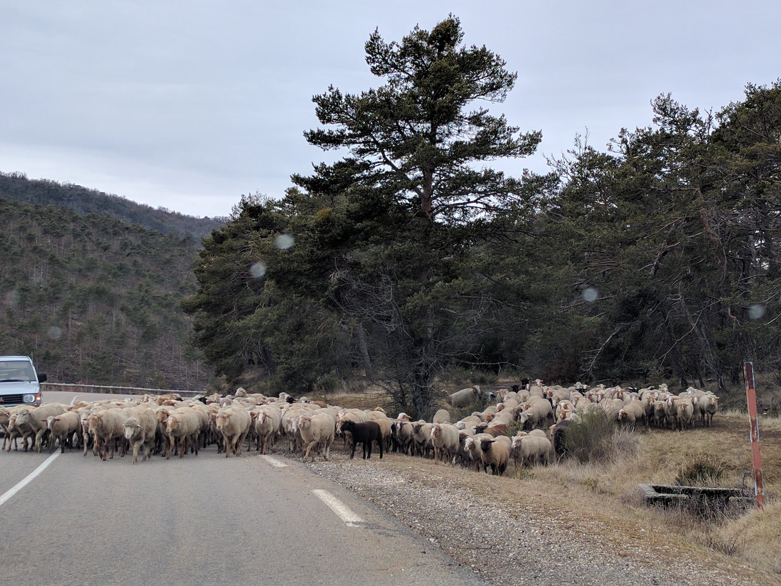 Sheep crossing on Route Napoleon!