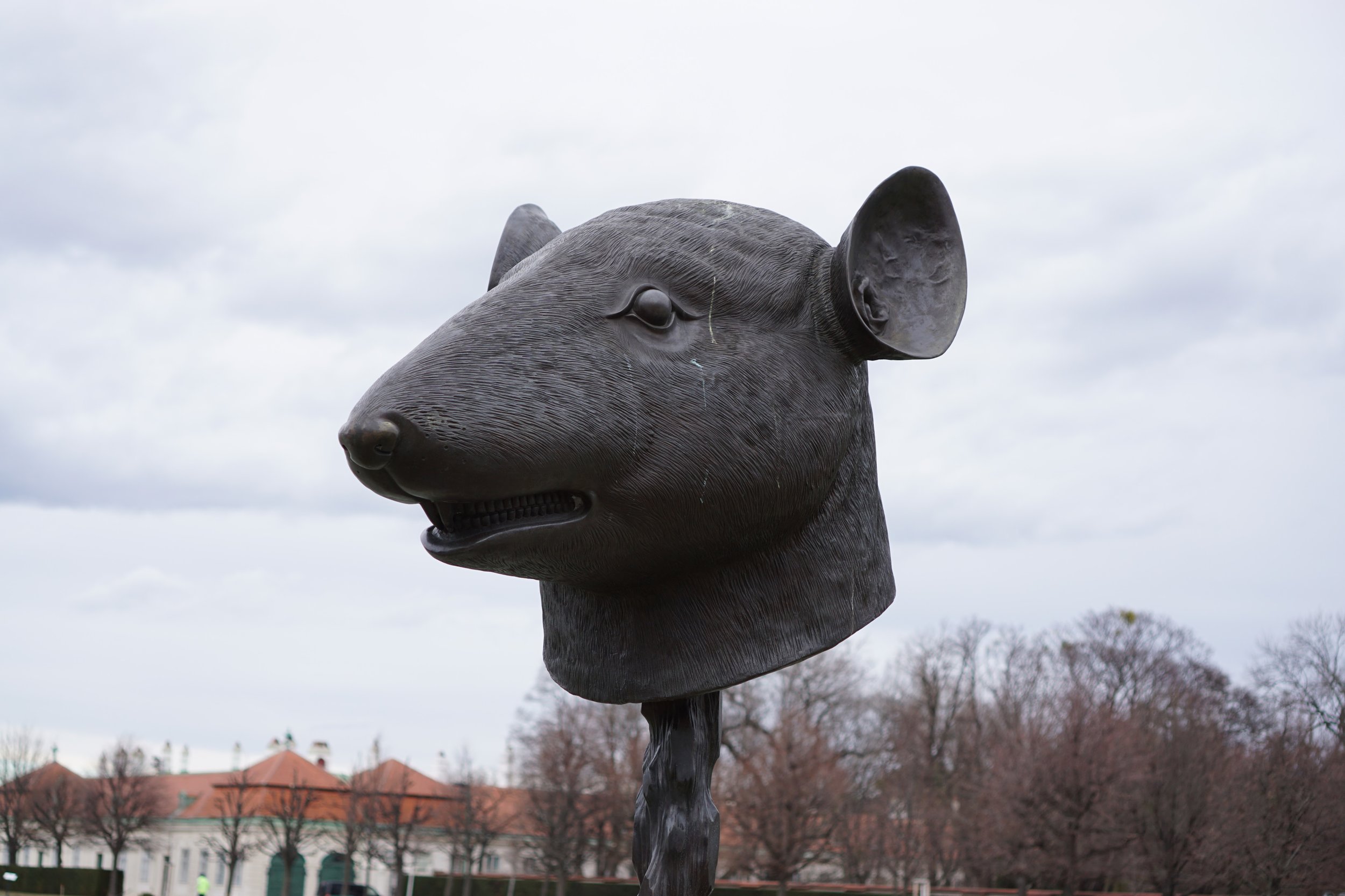 Rat for Eric