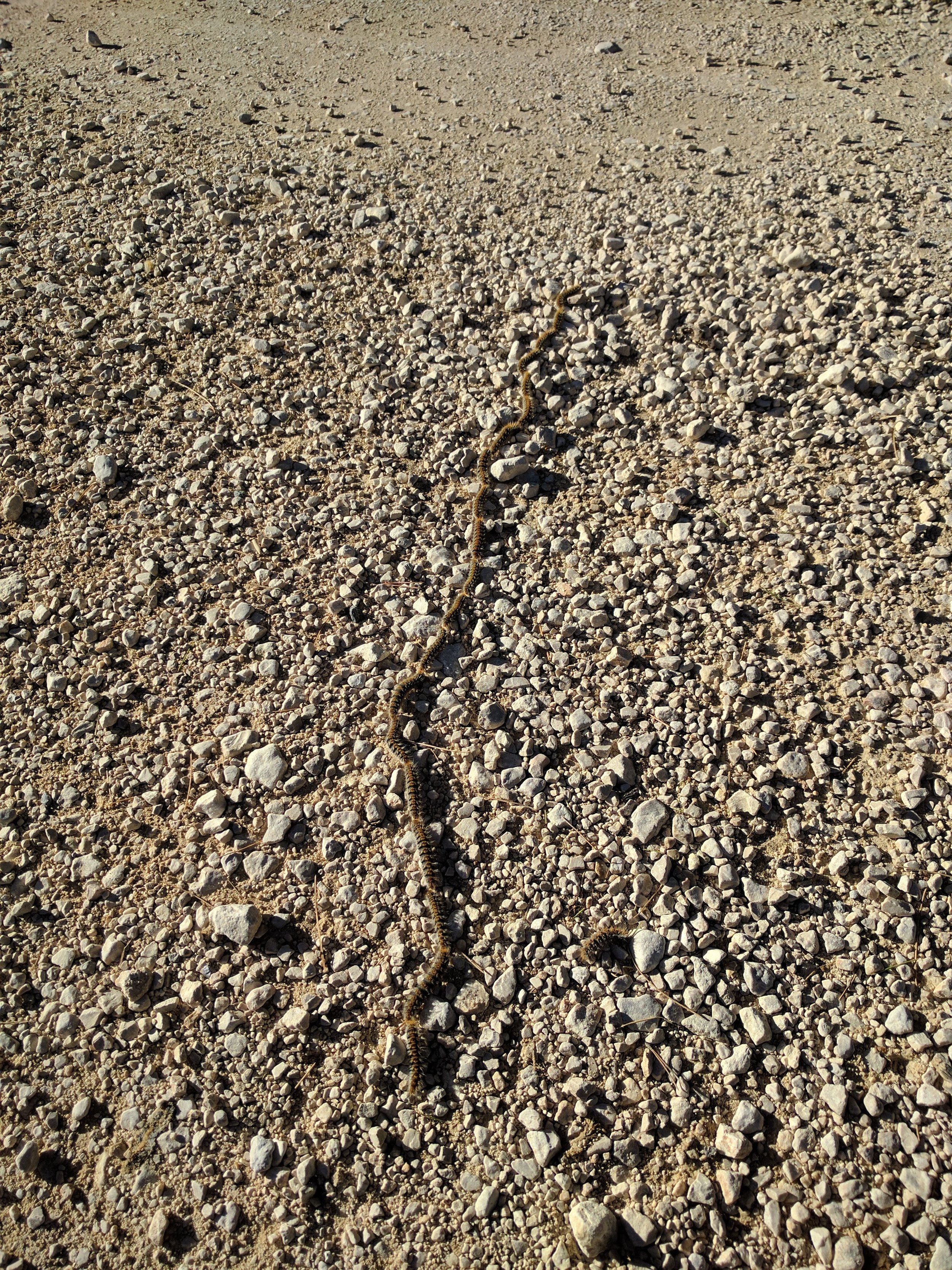 tons of caterpillar chains bravely trying to cross the road