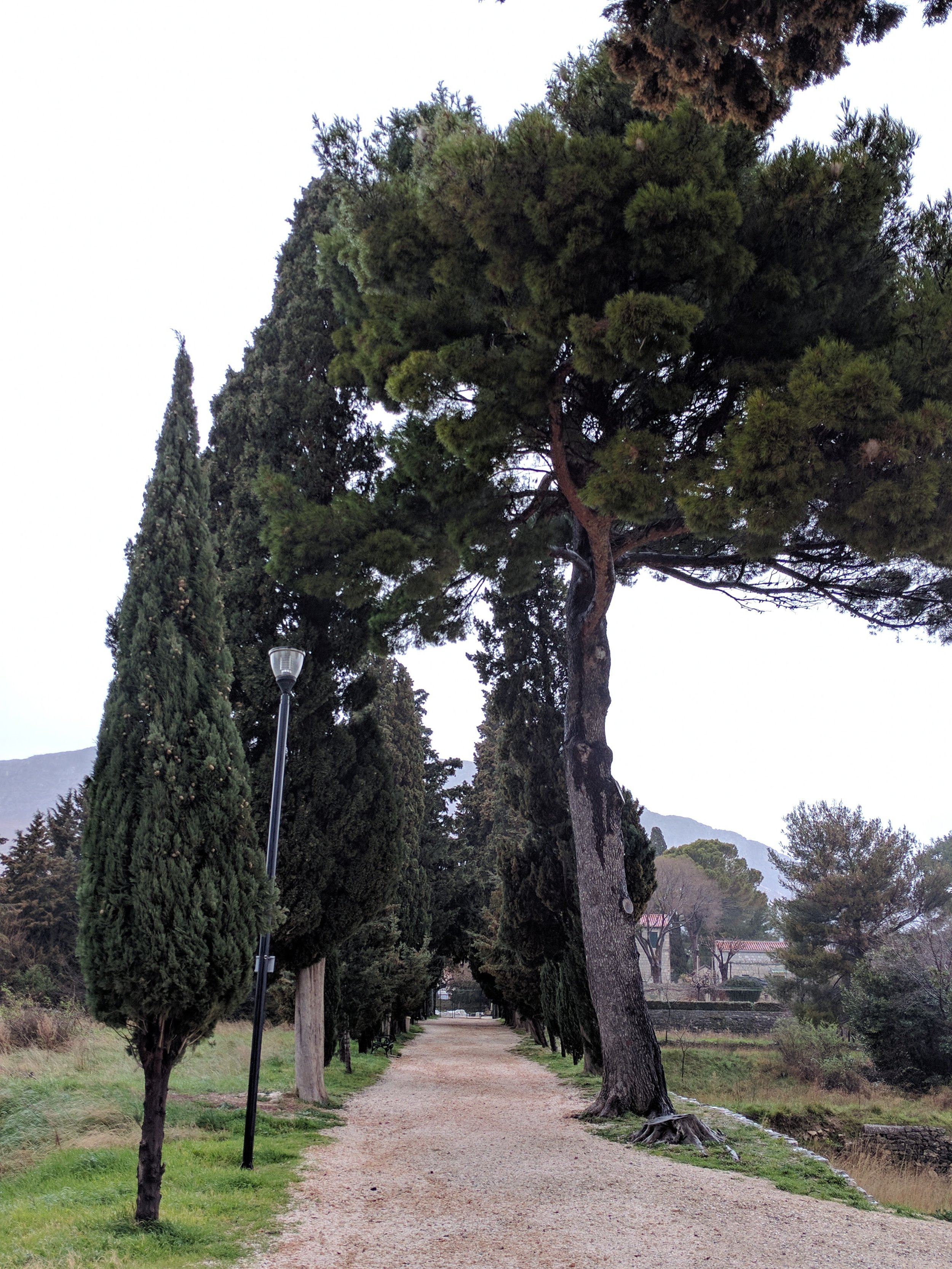even the trees look Roman!