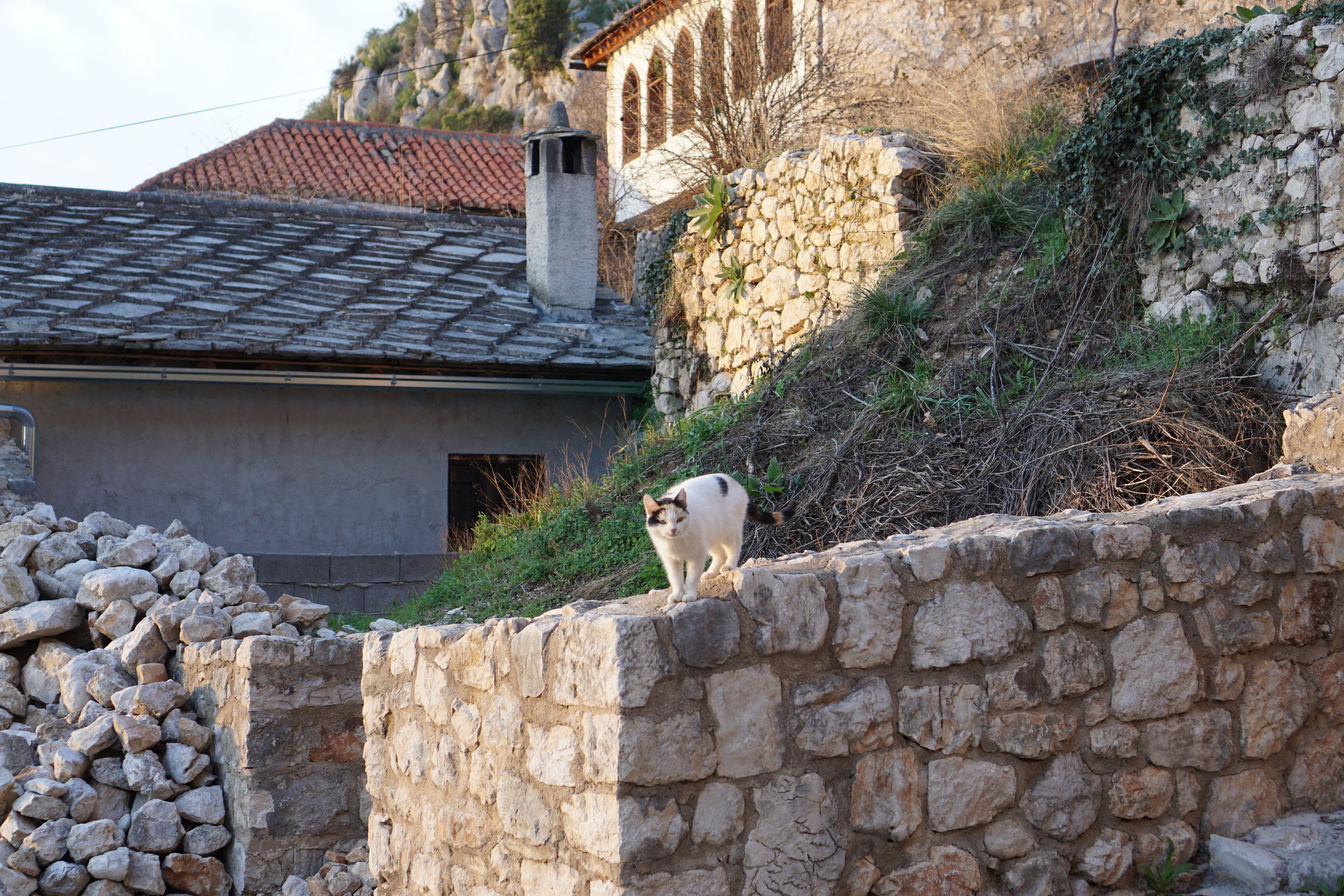 Cat stalking us