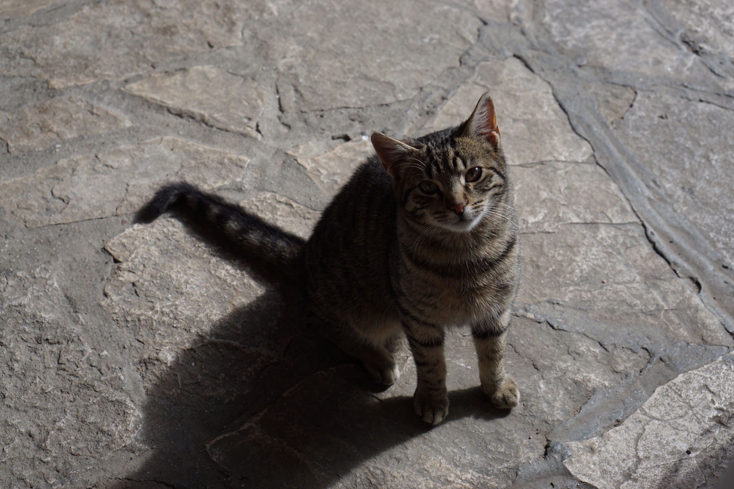 Cat was cute