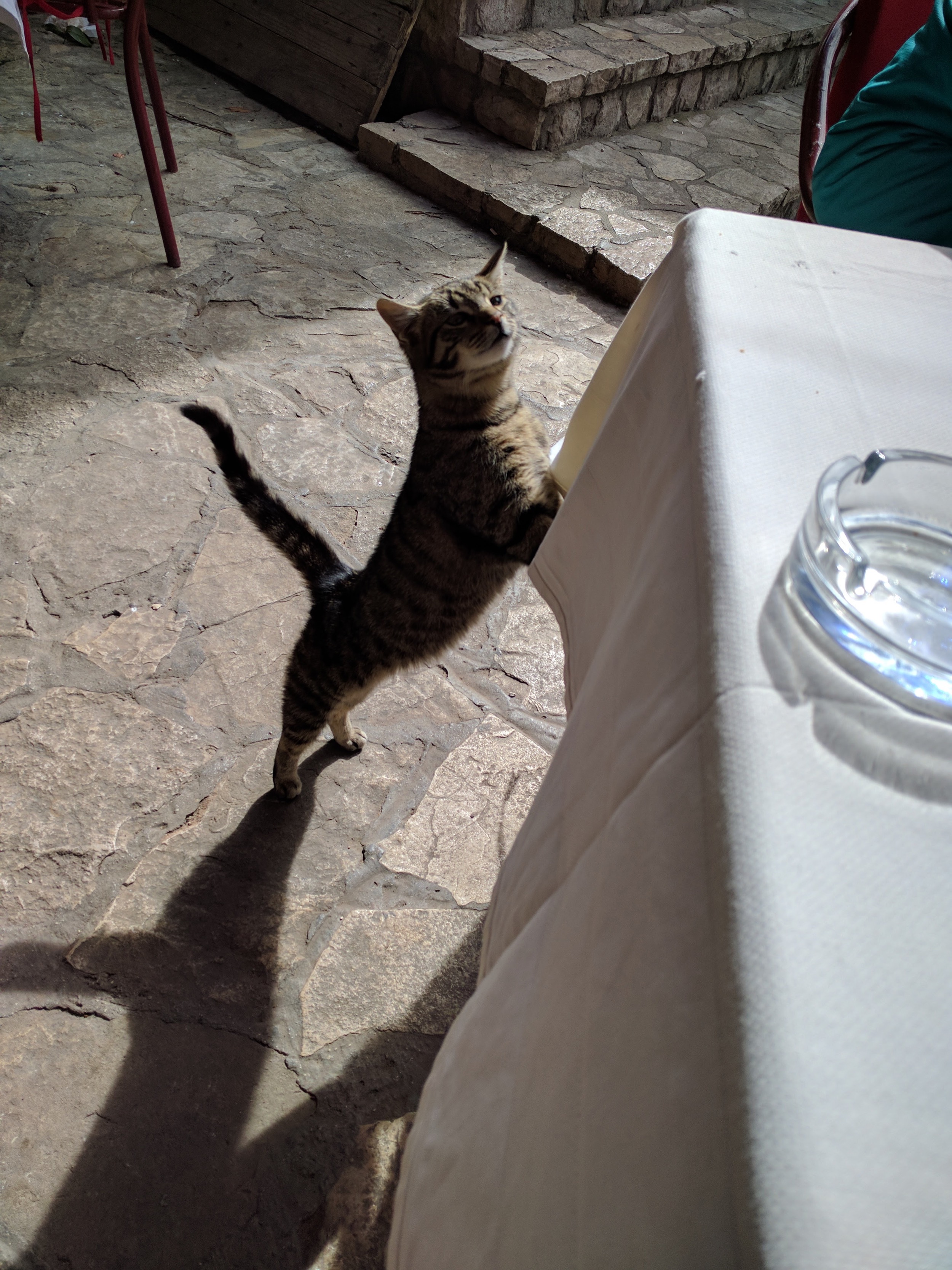 Our cat friend