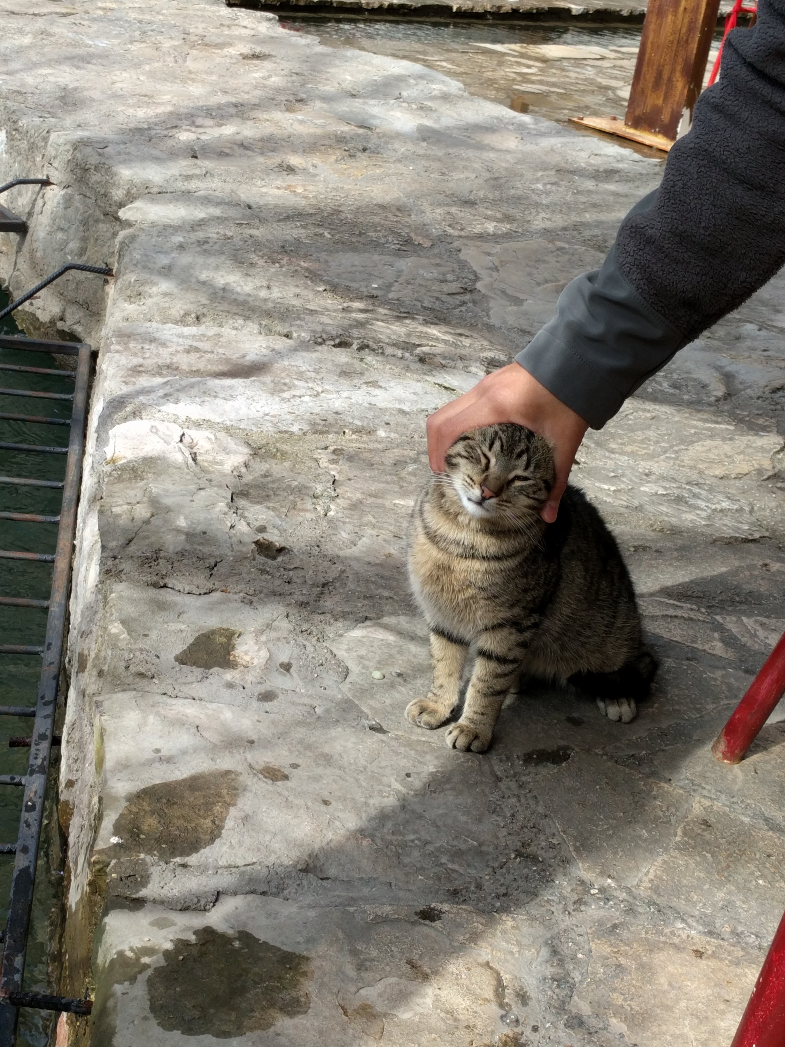 Cat liked to have her face squeezed