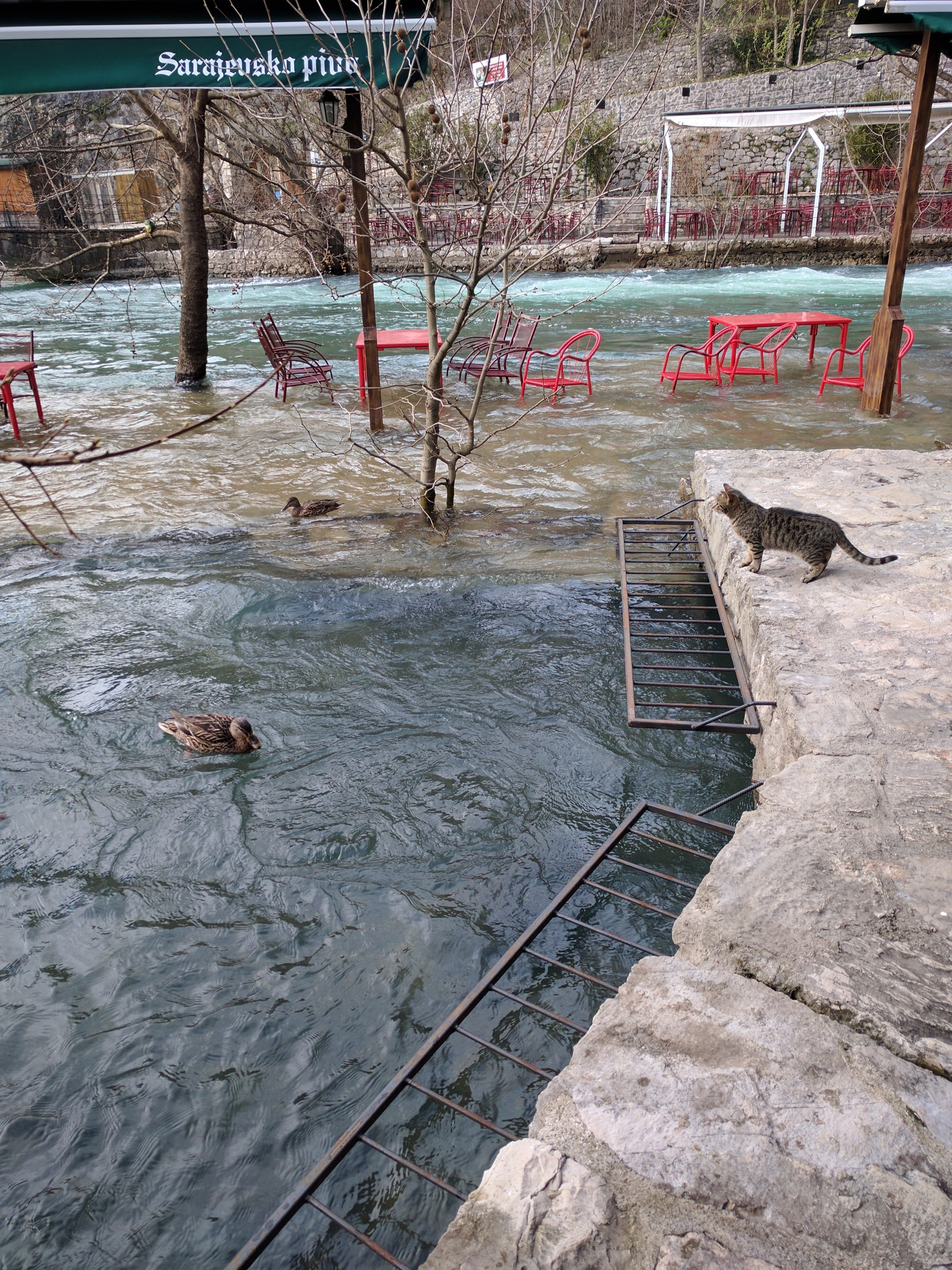 Cat had to defend her area from the ducks