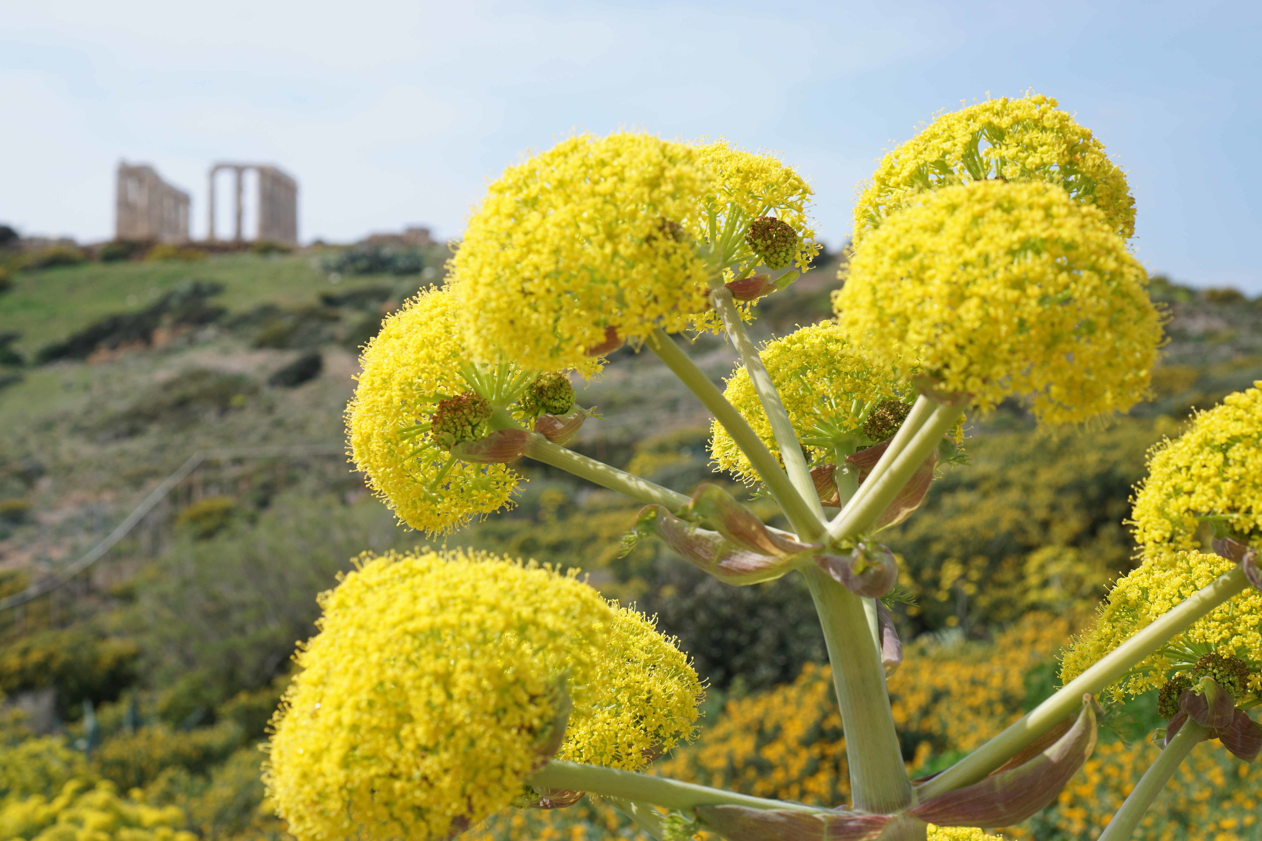 This flower looked like yellow broccoli