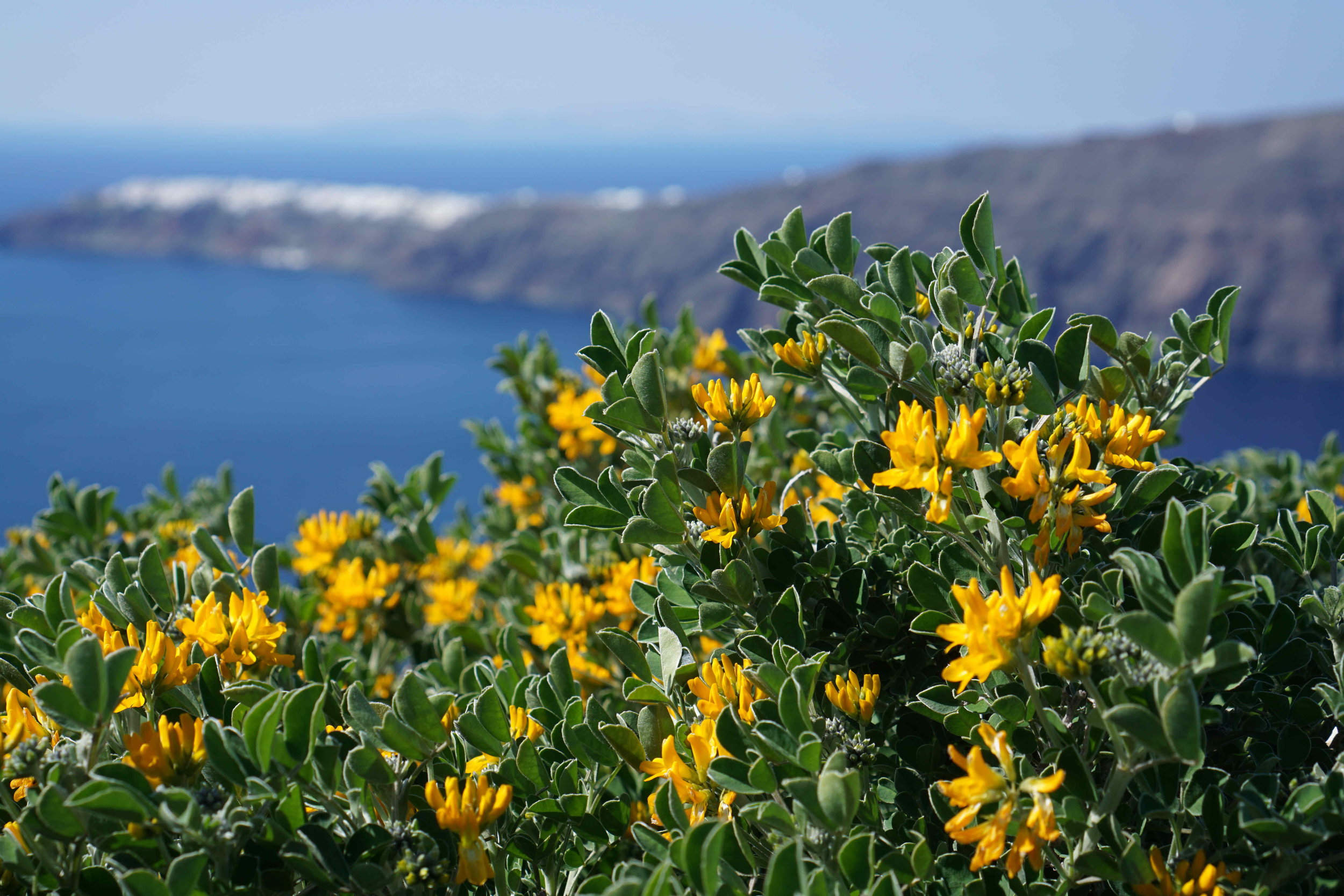 Beautiful flowers in bloom