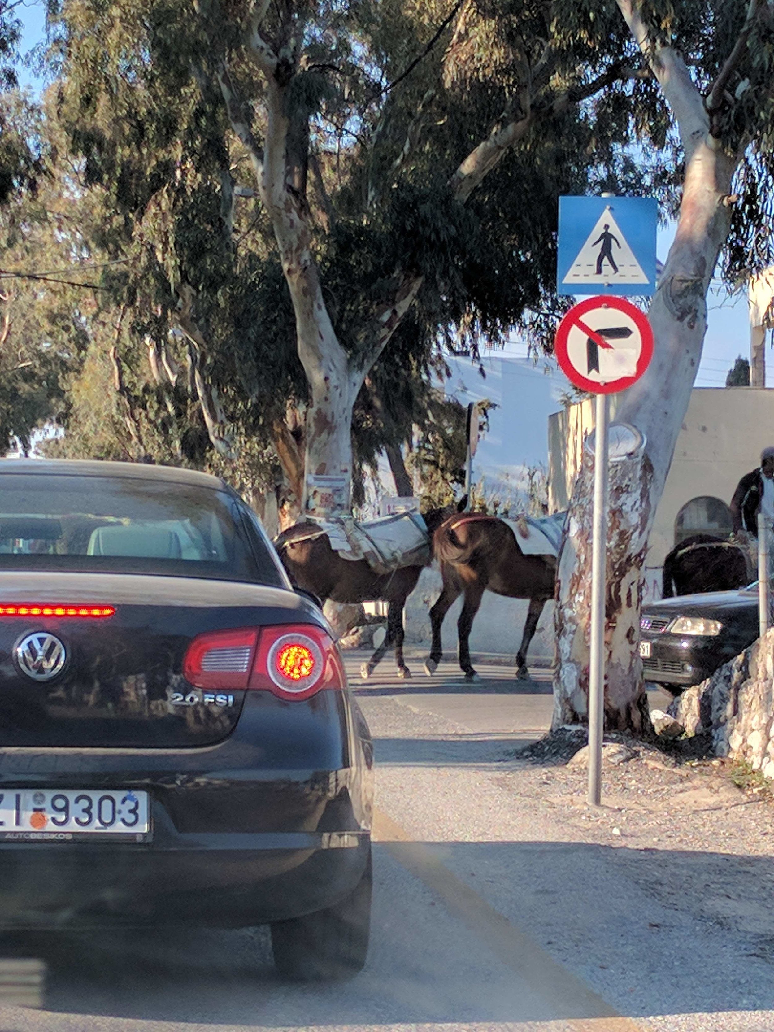 donkey crossing
