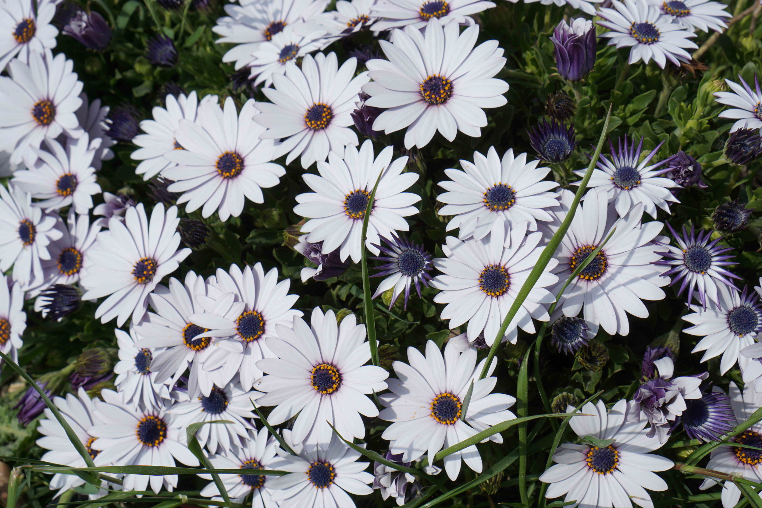 beautiful flowers while