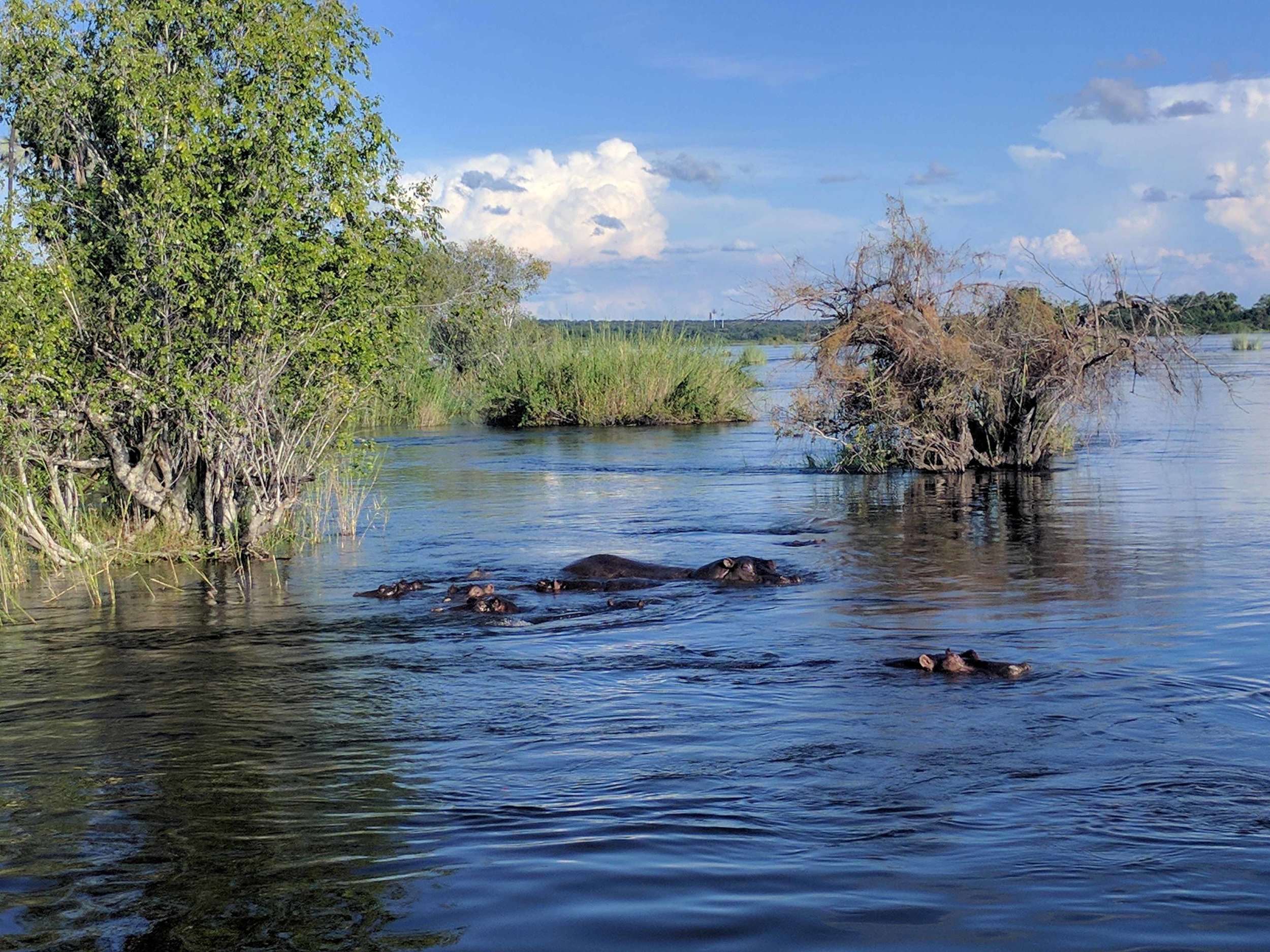Hippos