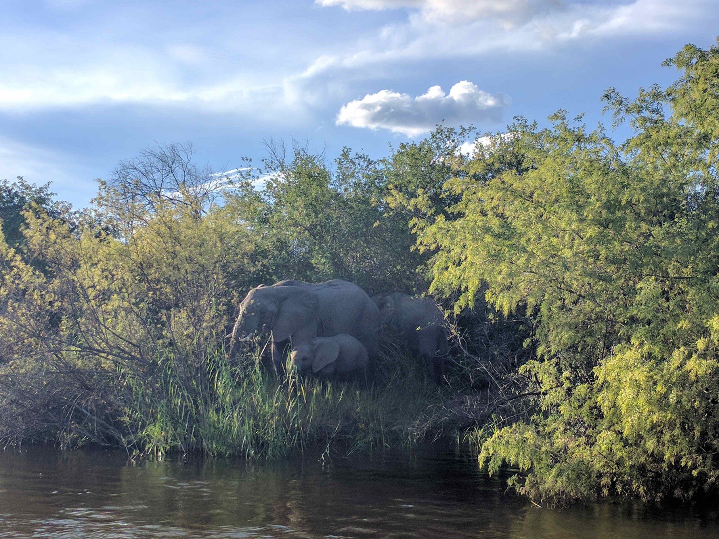 Elephants
