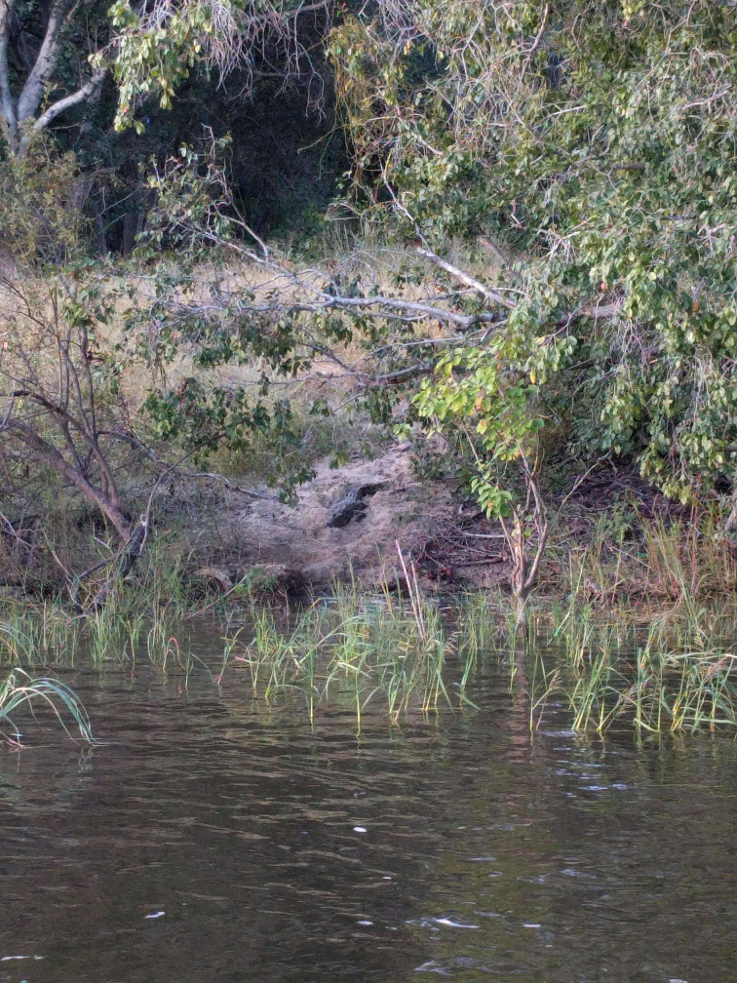 Crocodile
