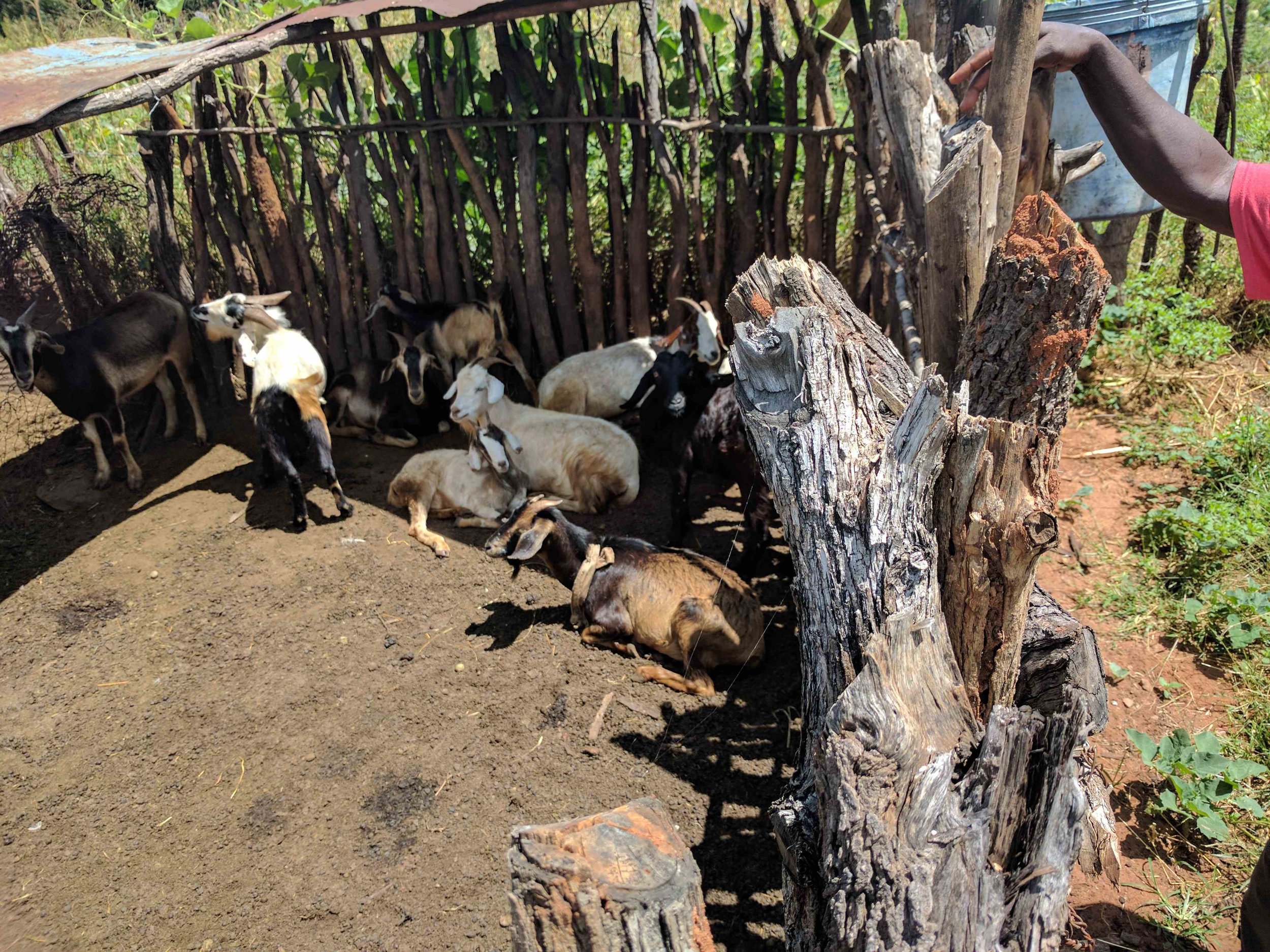 Goat pen