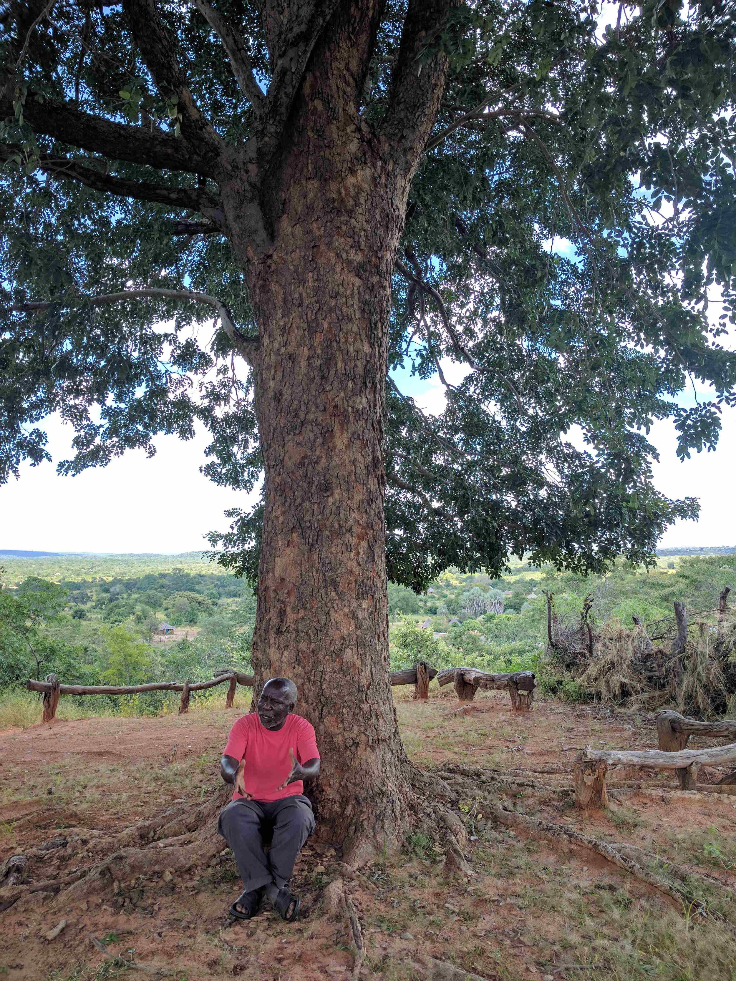 Meeting tree