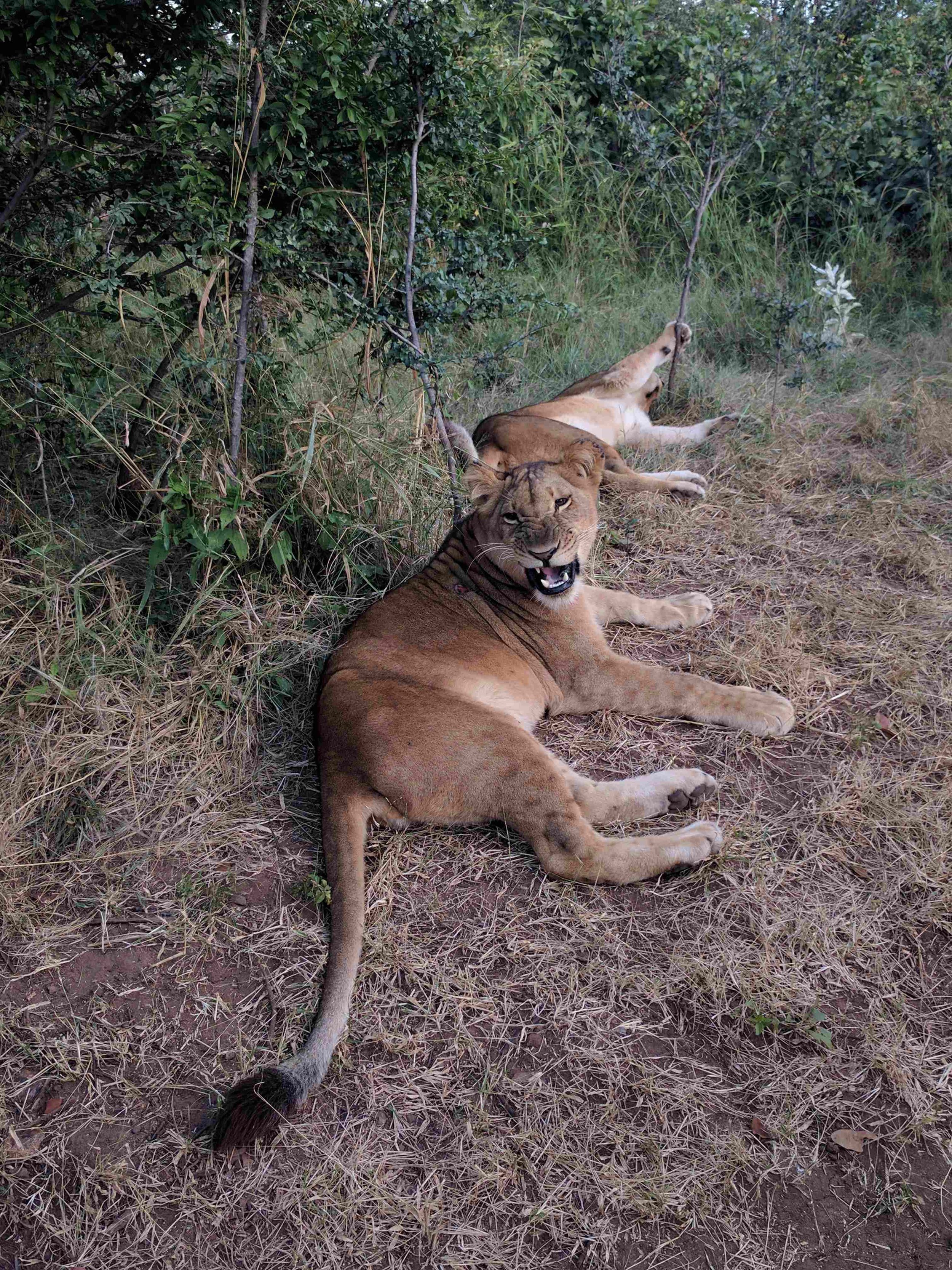 Lions plopped down in the grass to chillax
