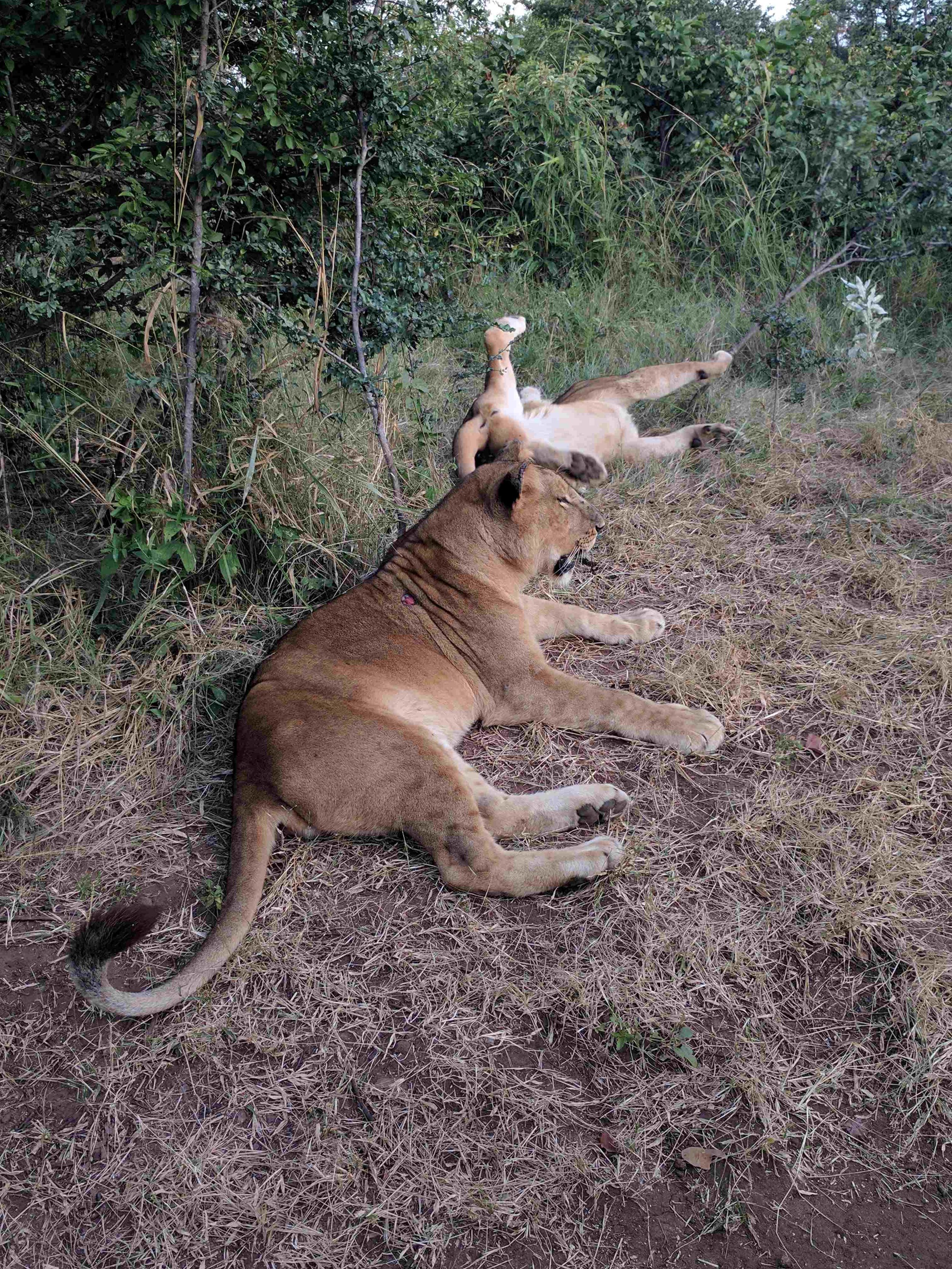 Silly lion rolling around