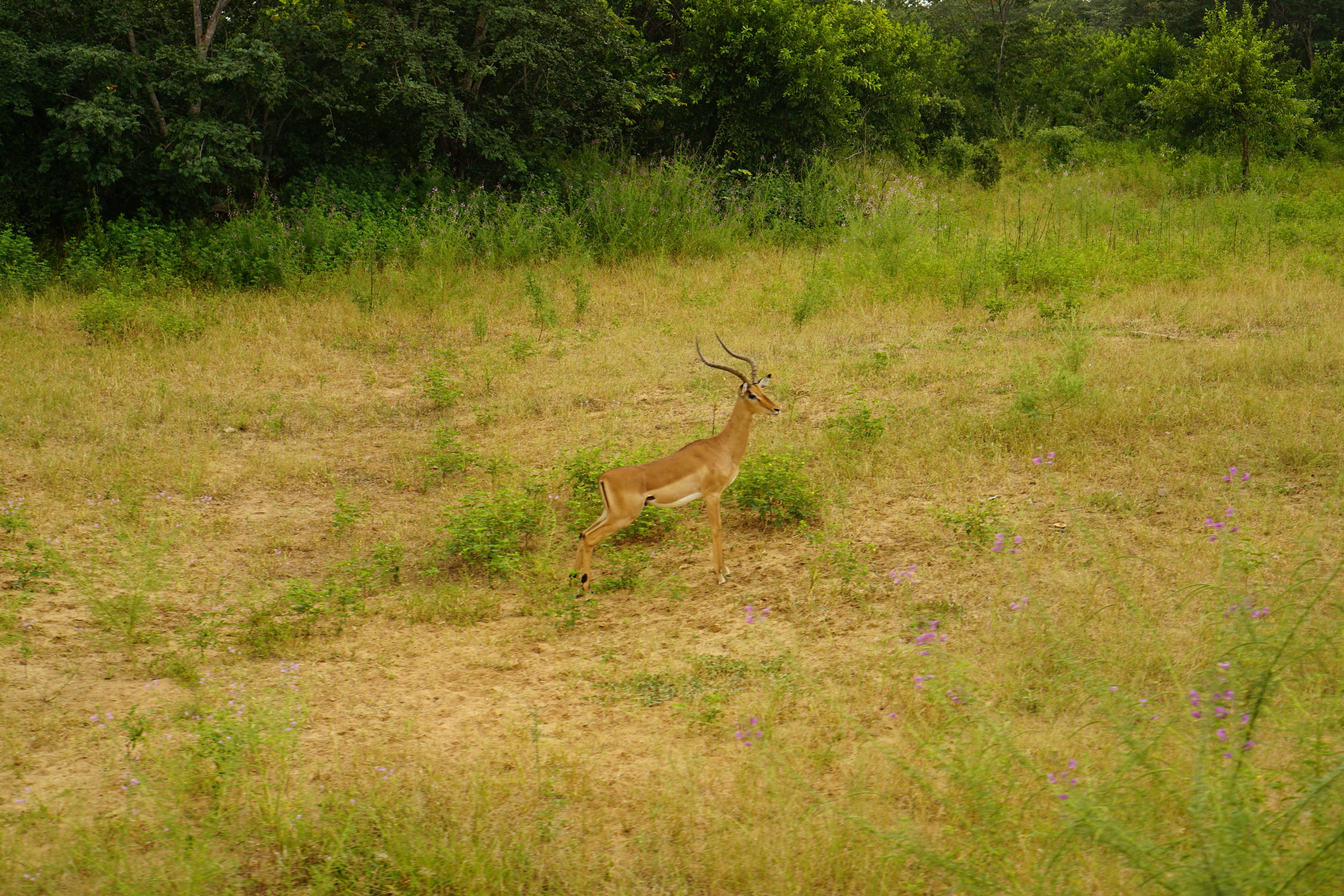 First sighting of our first game drive