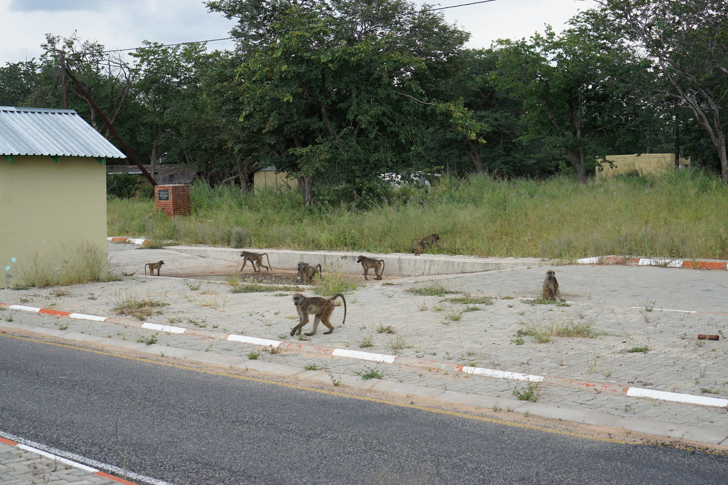 Baboons at the entrance to the park
