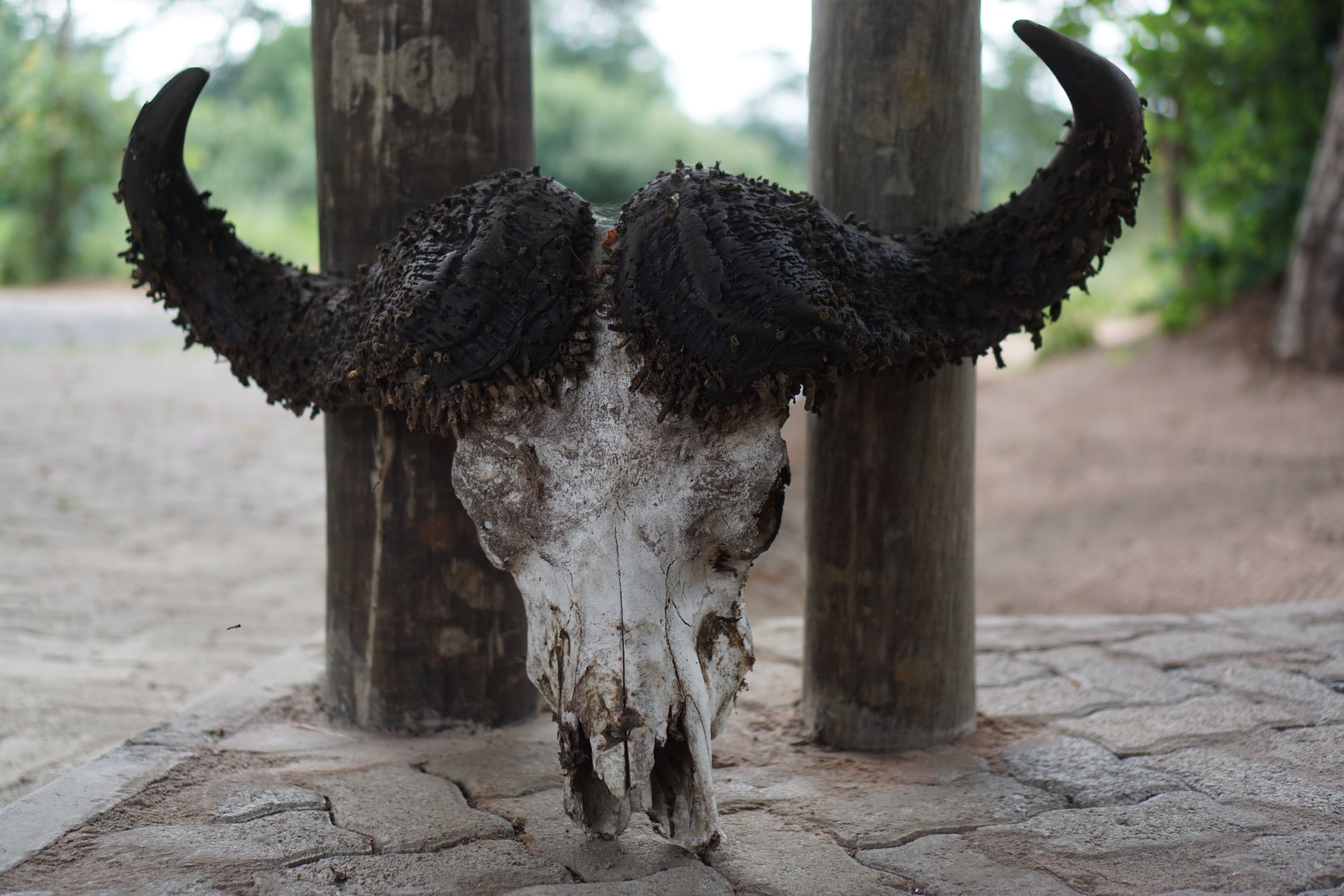 Buffalo skull on display at the entrance