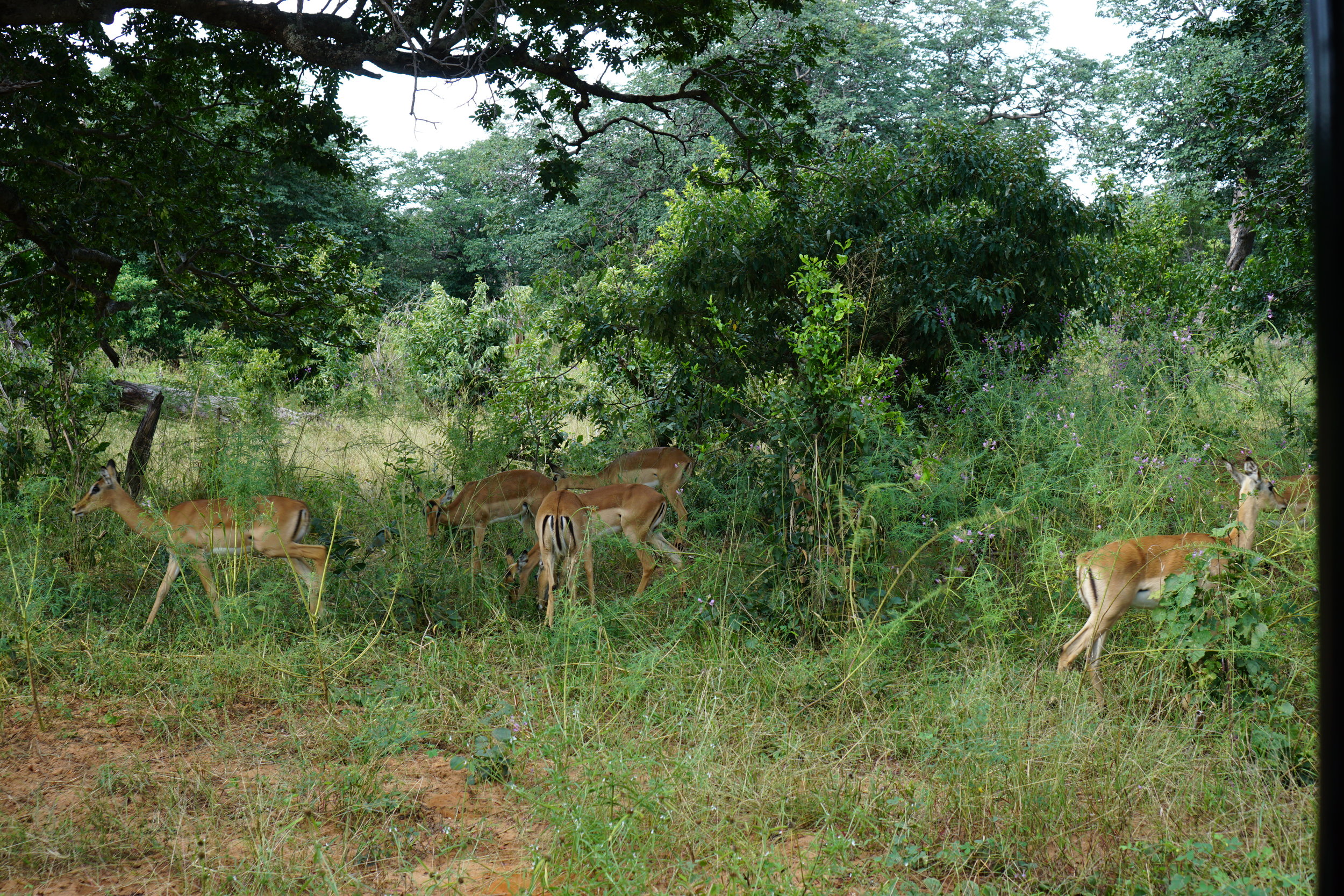 Impalas - jungle spice