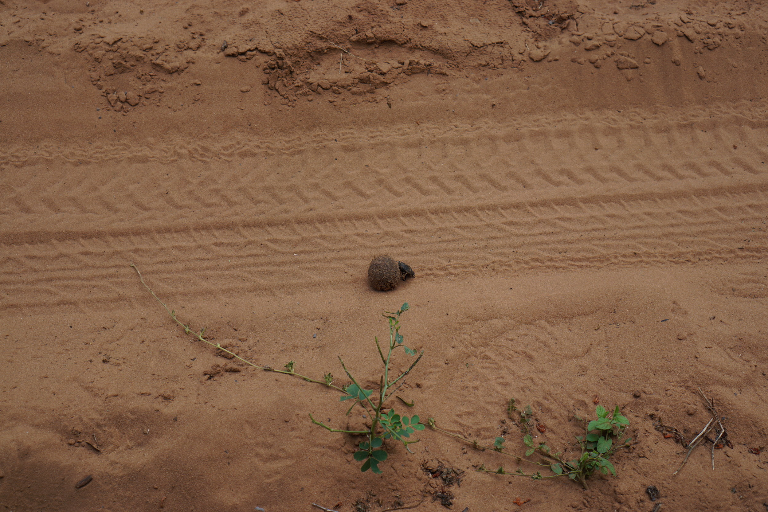 Dung Beetle