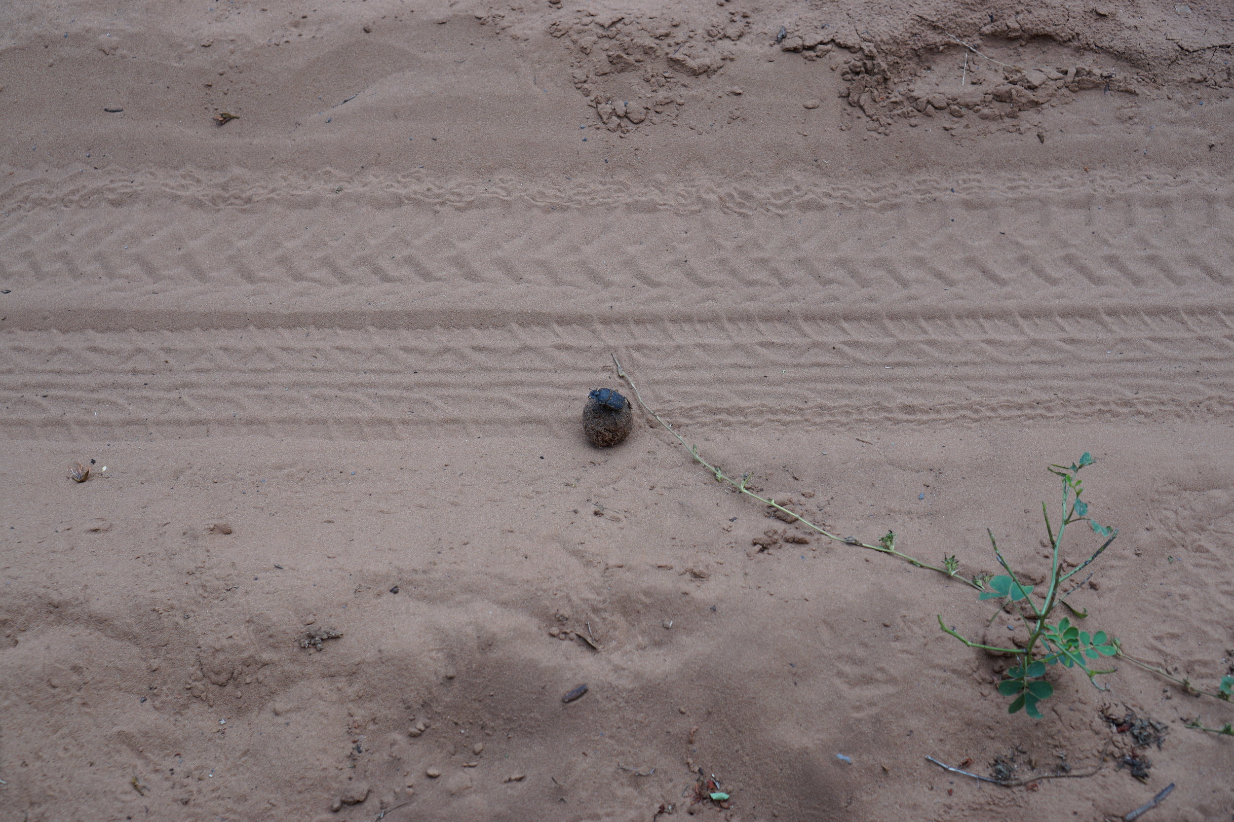 Even dung beetles need a rest sometimes