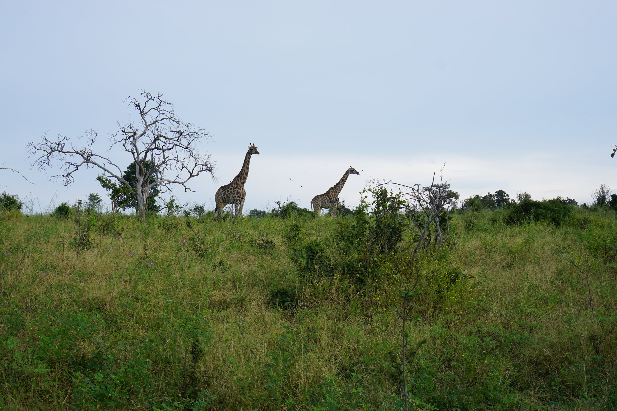 Giraffe sighting