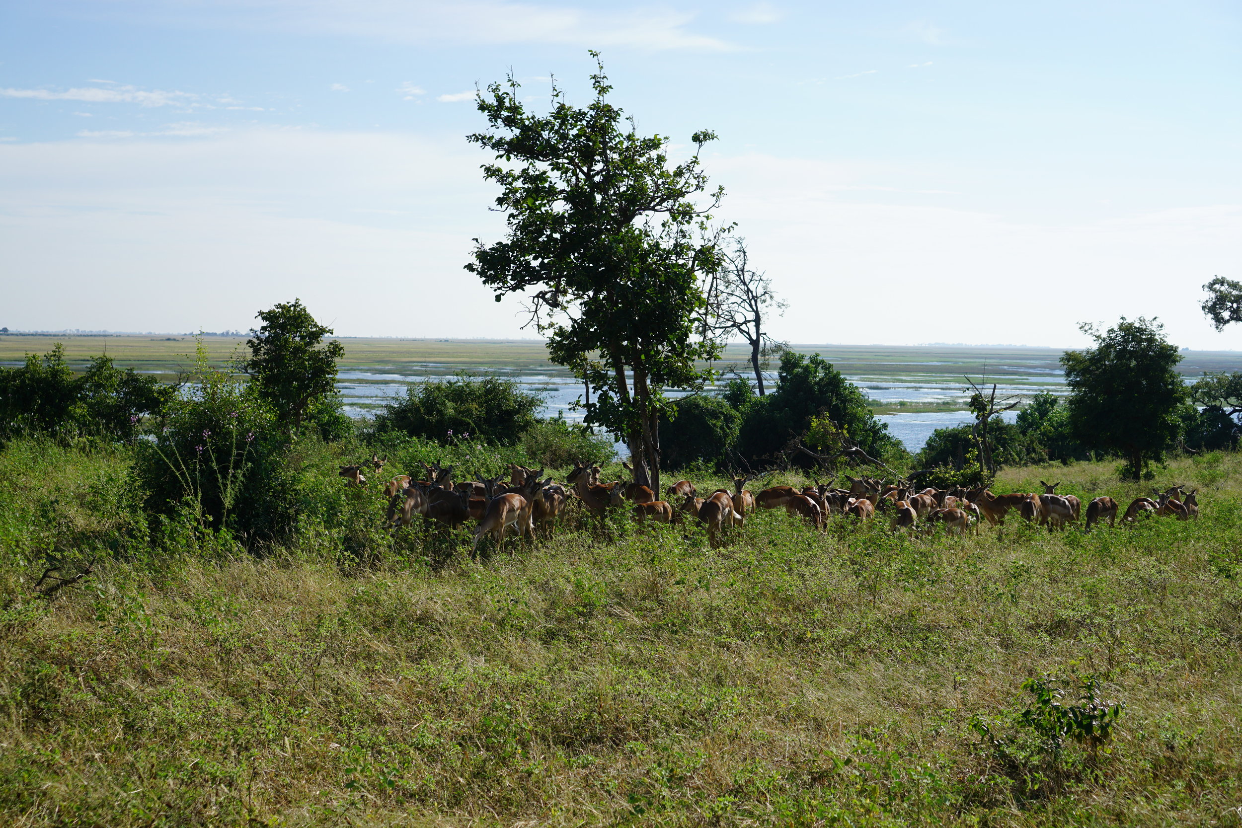Impala harem