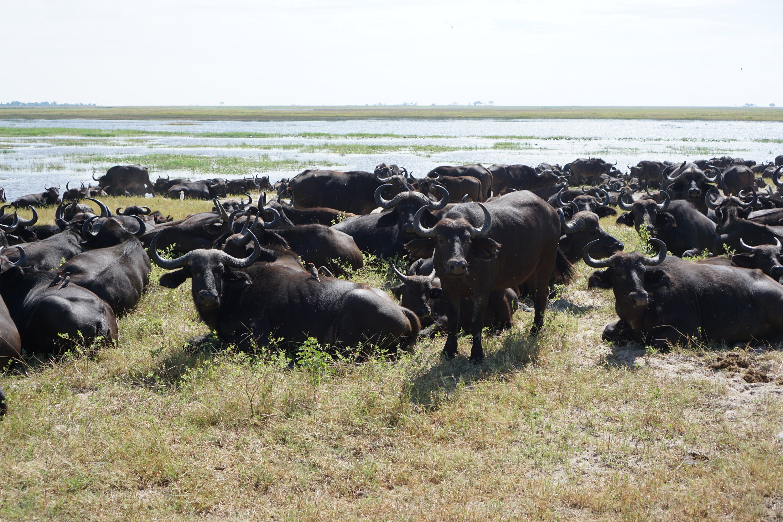 omgggg sooo many buffalooooo