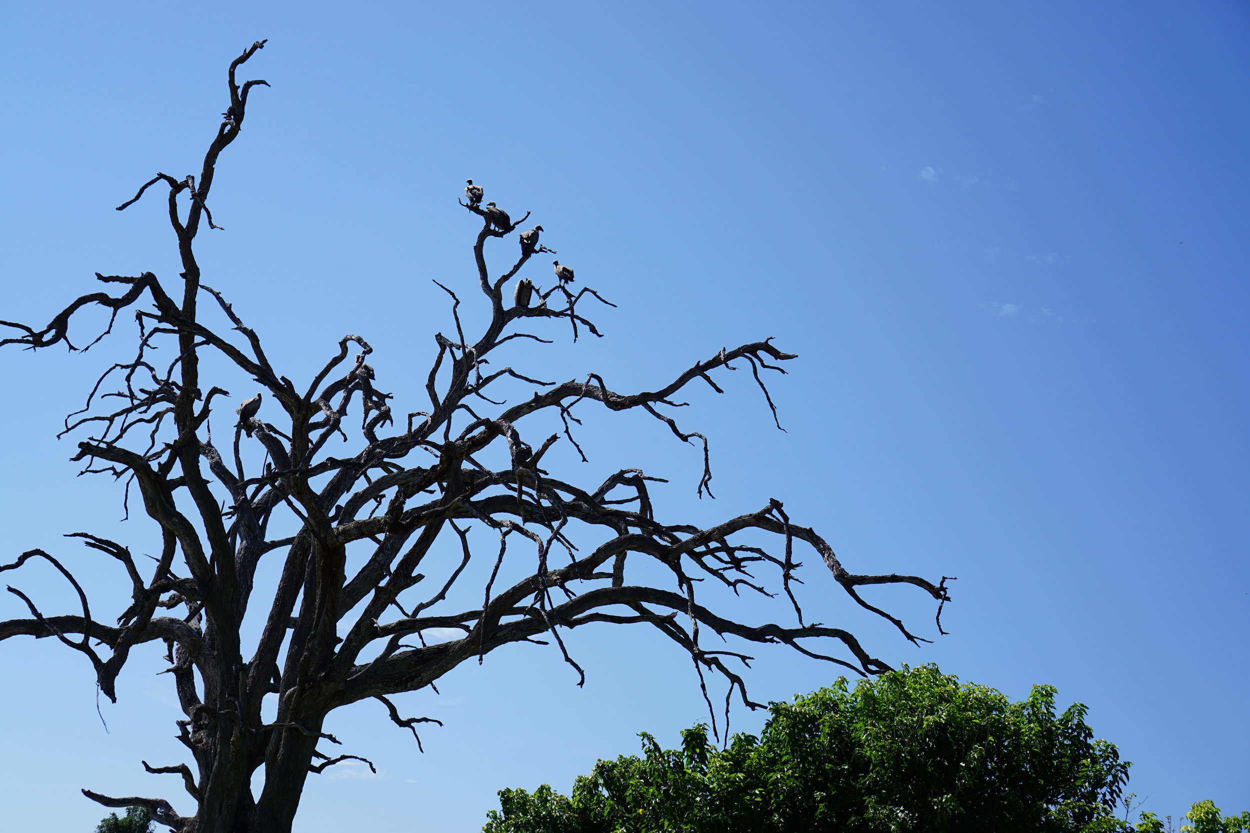 Vultures
