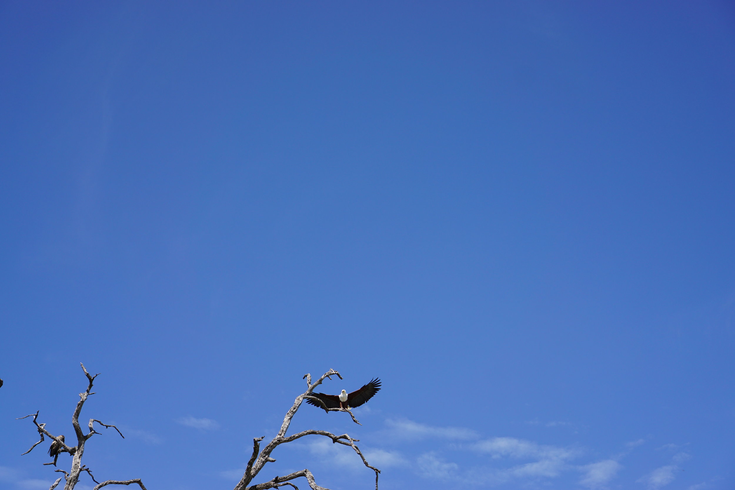 African Fish Eagle