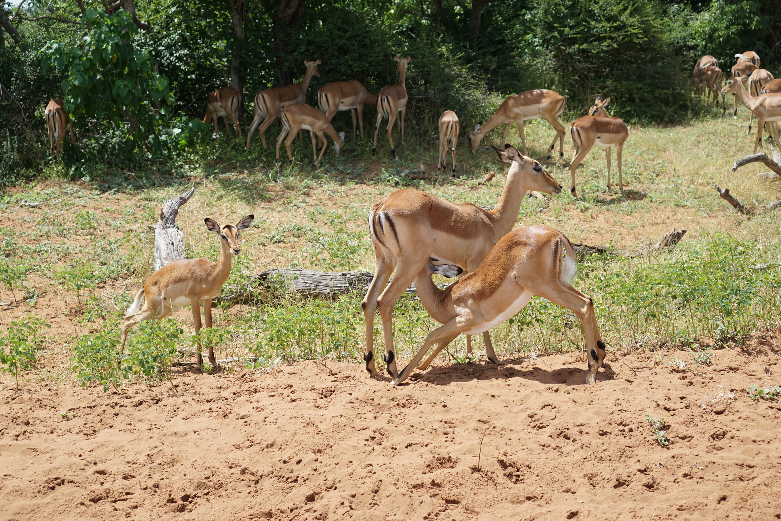 Impala nursing