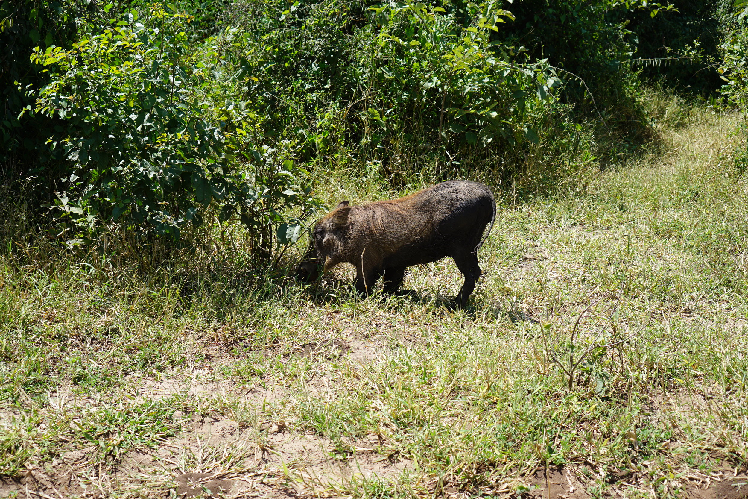 Pumba close-up