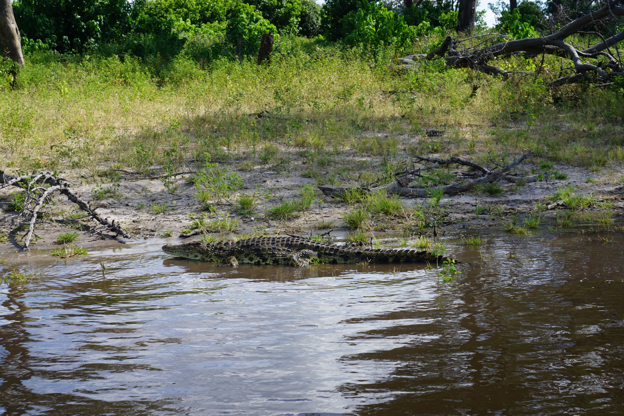 Crocodile