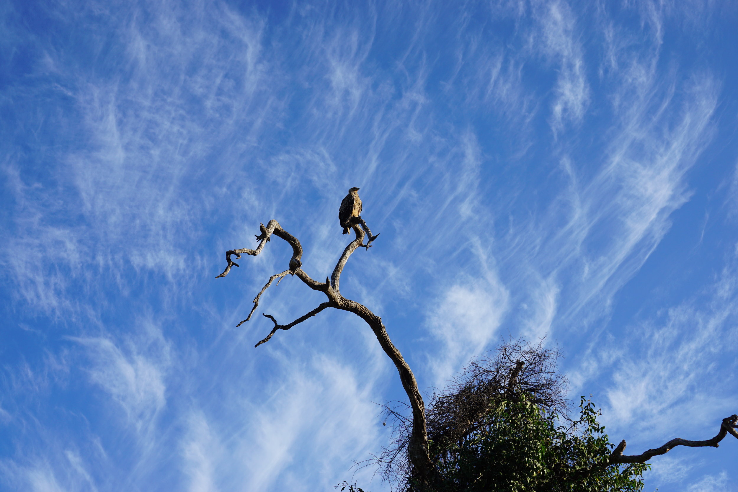 Juvenile martial eagle