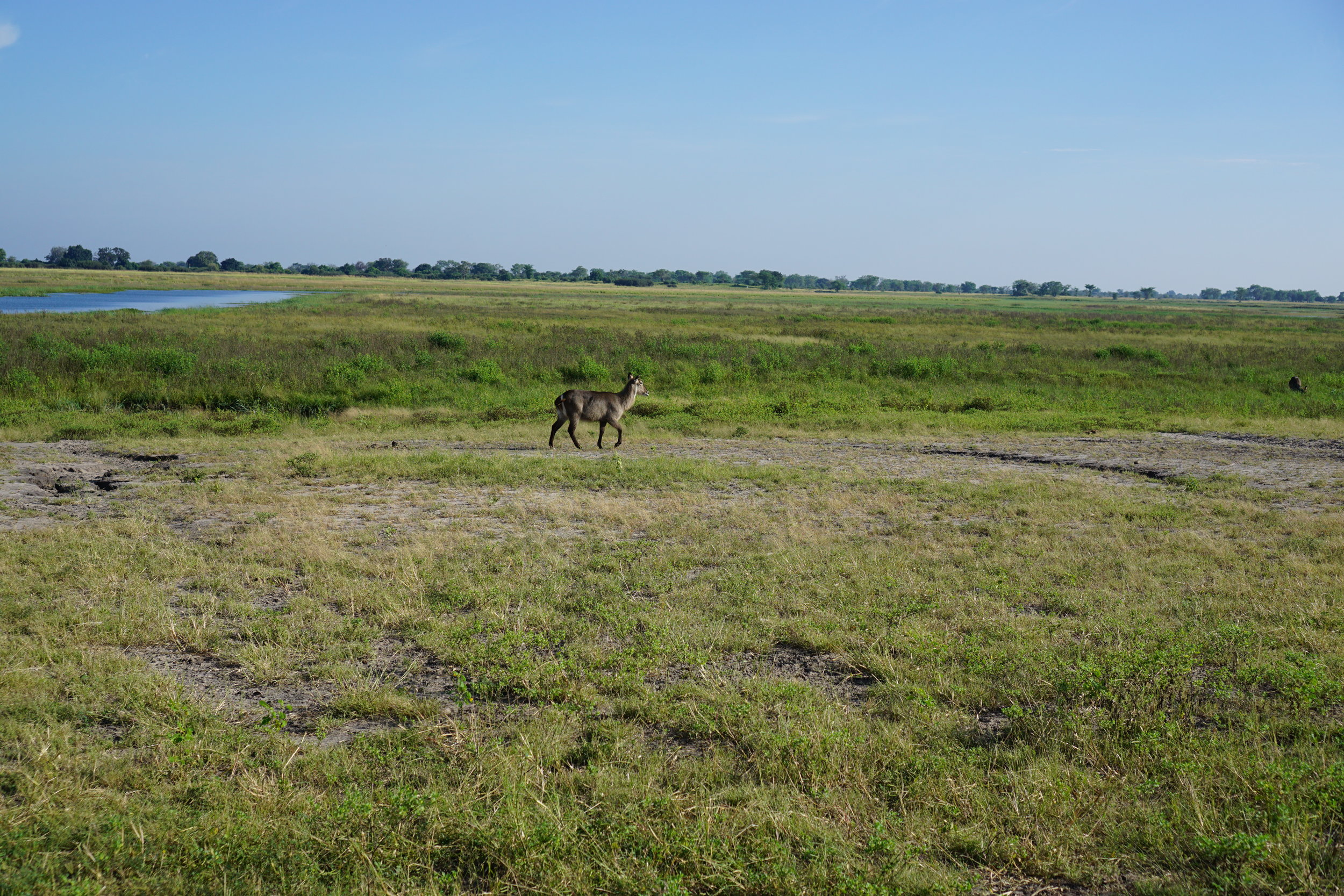 Female water buck