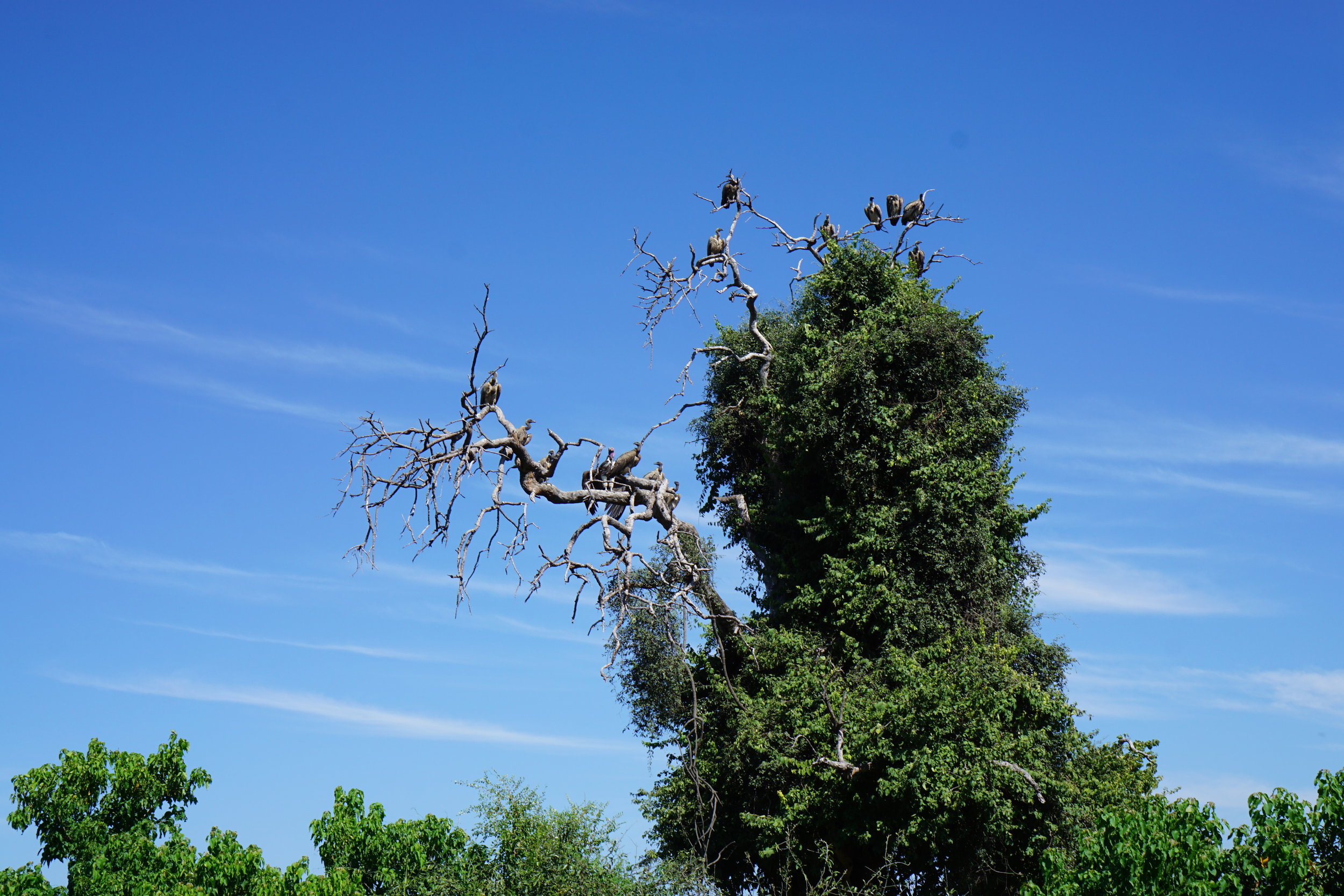The more common white-backed vultures