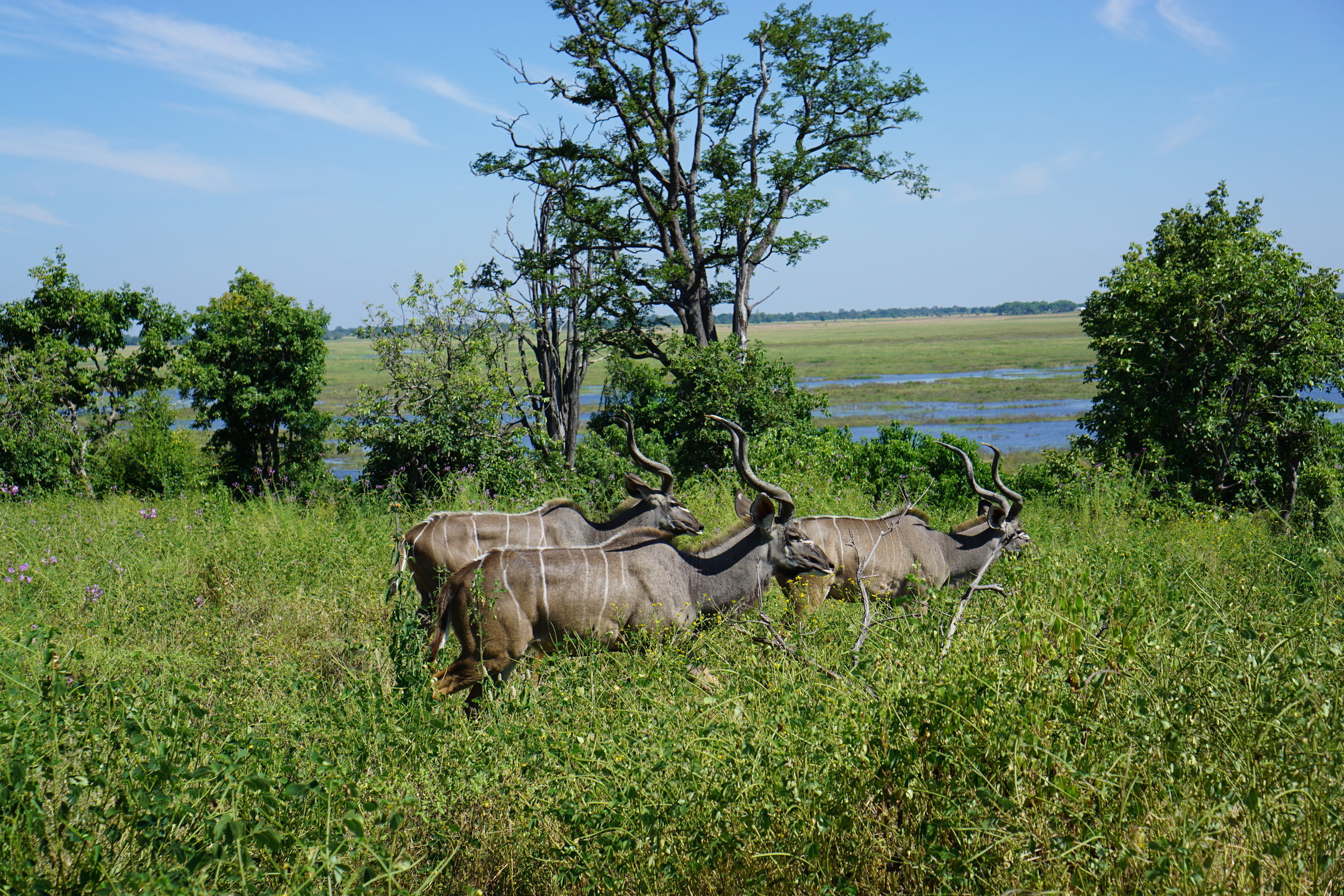 Male kudu