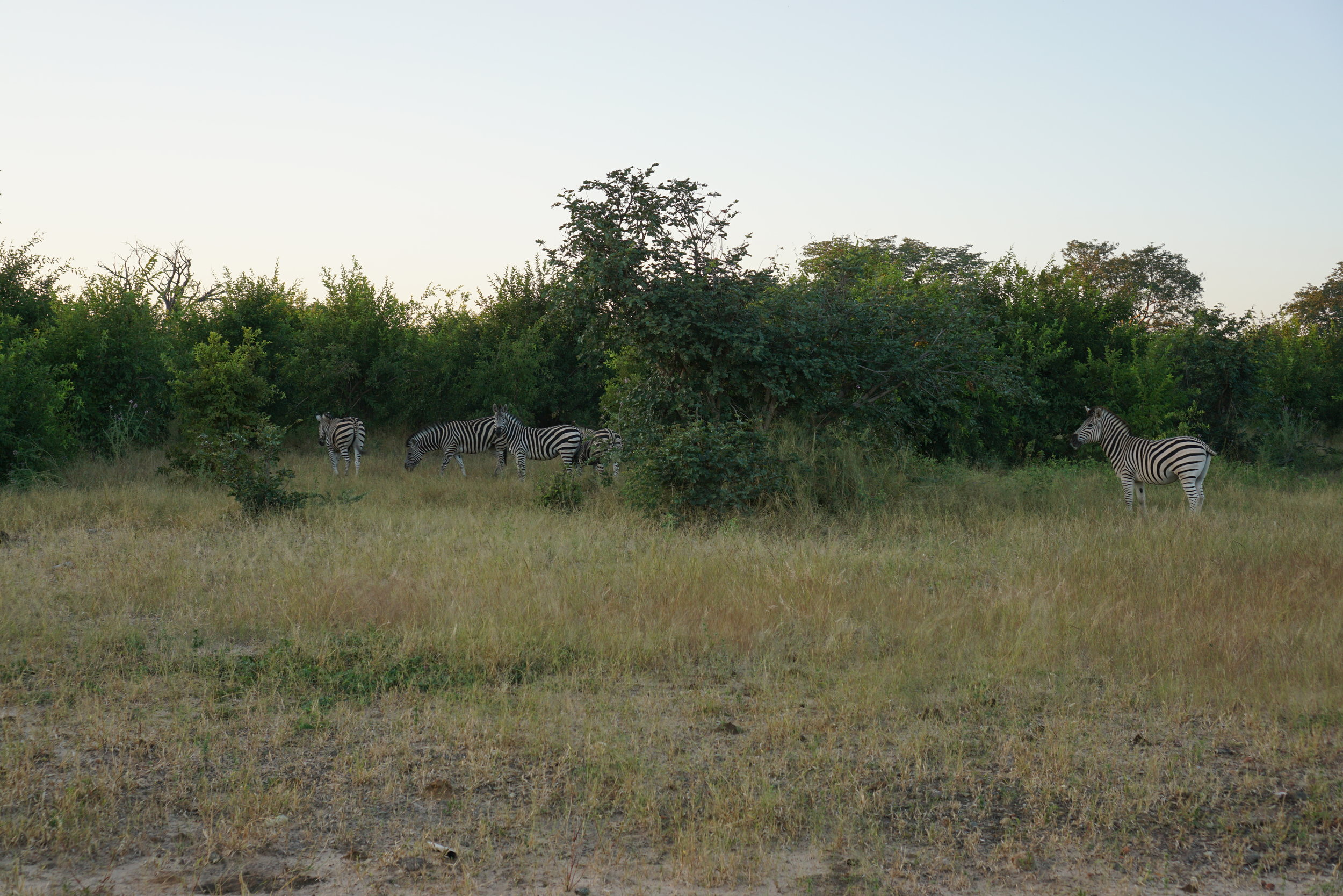 only zebra sightings in Chobe