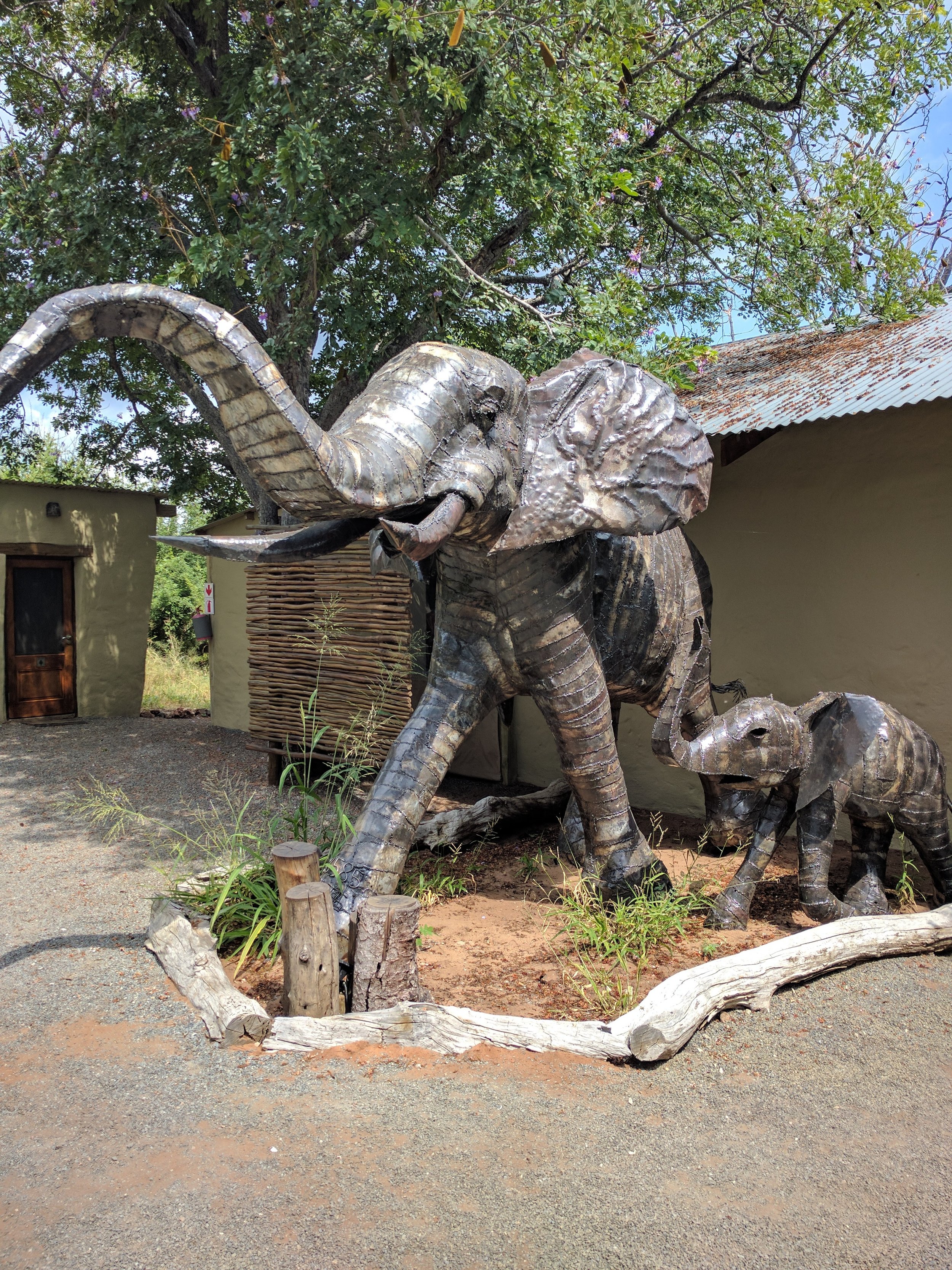 Some eles greeting us to the lodge!